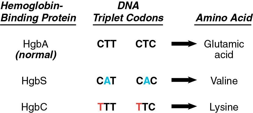 Fig. 2.2, A single base pair substitution in the same DNA triplet codon for glutamic acid at amino acid position 6 for normal hemoglobin results in hemoglobin S (valine in sickle cell disease) or hemoglobin C (lysine in HgbC disease).