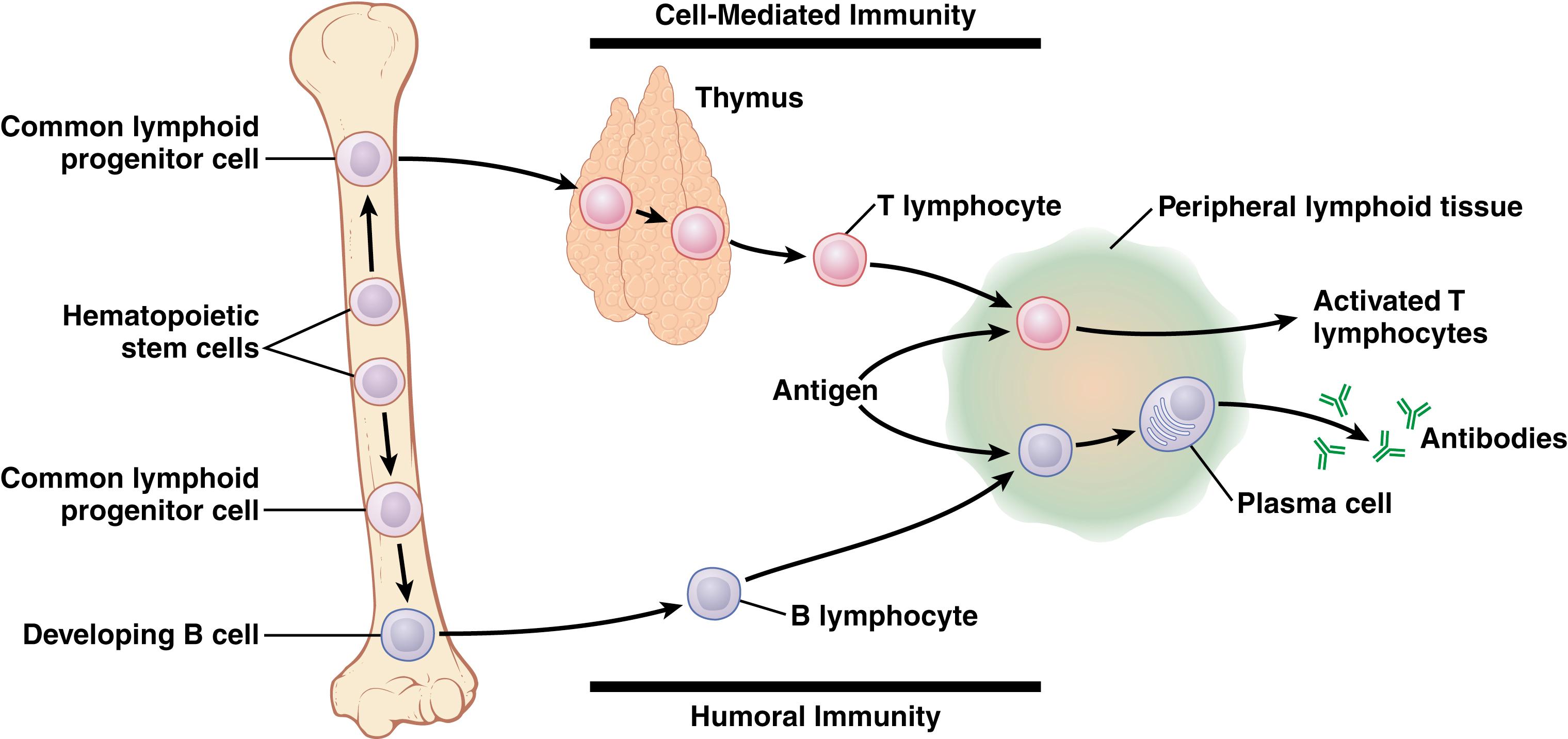 Figure 35-1, Formation of antibodies and sensitized lymphocytes by a lymph node in response to antigens. This figure also shows the origin of thymic ( T ) and bursal ( B ) lymphocytes that, respectively, are responsible for the cell-mediated and humoral immune processes.