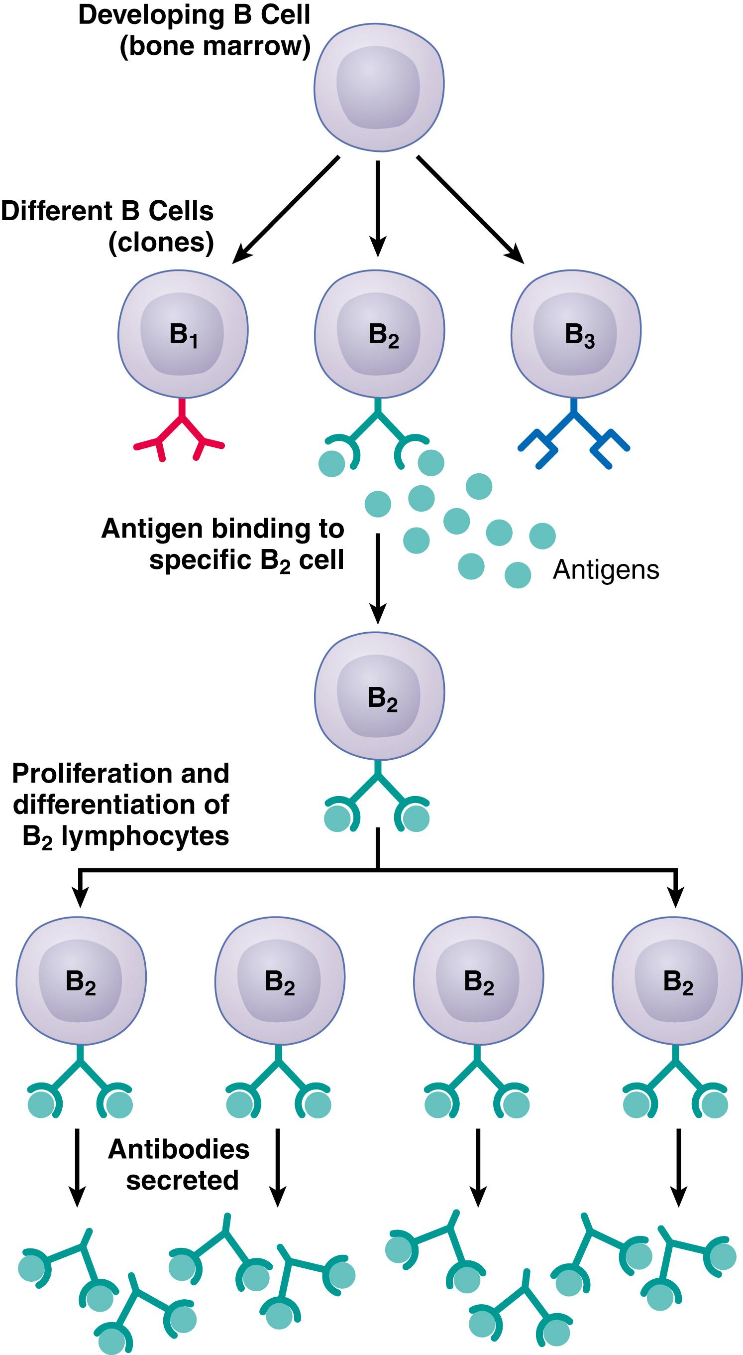 Figure 35-2, An antigen activates only the lymphocytes that have cell surface receptors that are complementary and recognize a specific antigen. Millions of different clones of lymphocytes exist (shown as B 1 , B 2 , and B 3 ). When the lymphocyte clone ( B 2 in this example) is activated by its antigen, it reproduces to form large numbers of duplicate lymphocytes, which then secrete antibodies.