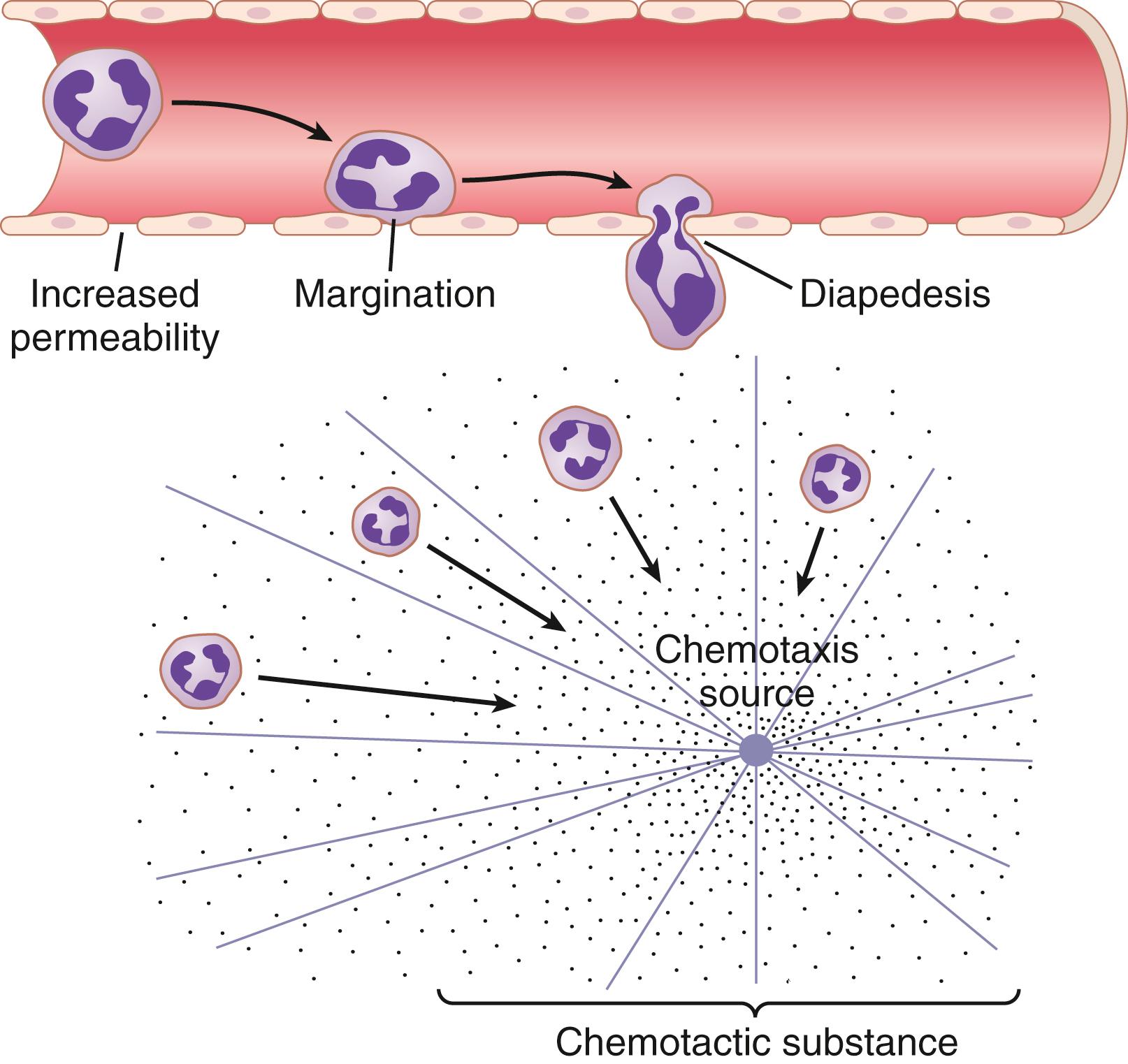 Figure 34-2, Movement of neutrophils by diapedesis or extravasation through capillary pores and by chemotaxis toward an area of tissue damage.