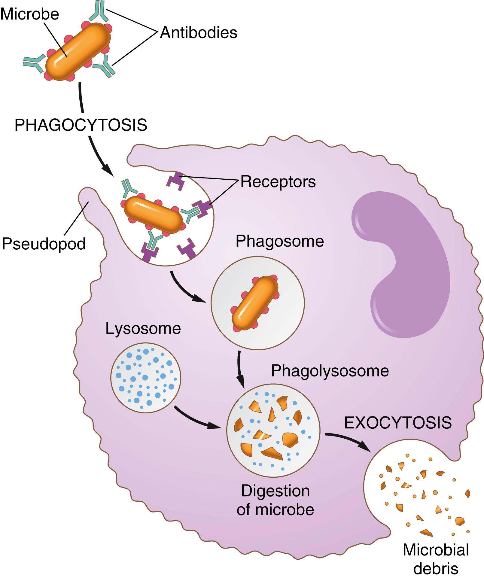 Figure 34-3, Phagocytosis of pathogens, such as bacteria, by a phagocytic cell, such as a macrophage. Antibodies coat the bacteria, making them more susceptible to phagocytosis by the macrophage that engulfs the bacterium, bringing it into the cell and forming a phagosome . Lysosomes then attach to the phagosome to form a phagolysosome , which digests the invading pathogen. The phagocytic cell then releases the digested products by exocytosis .