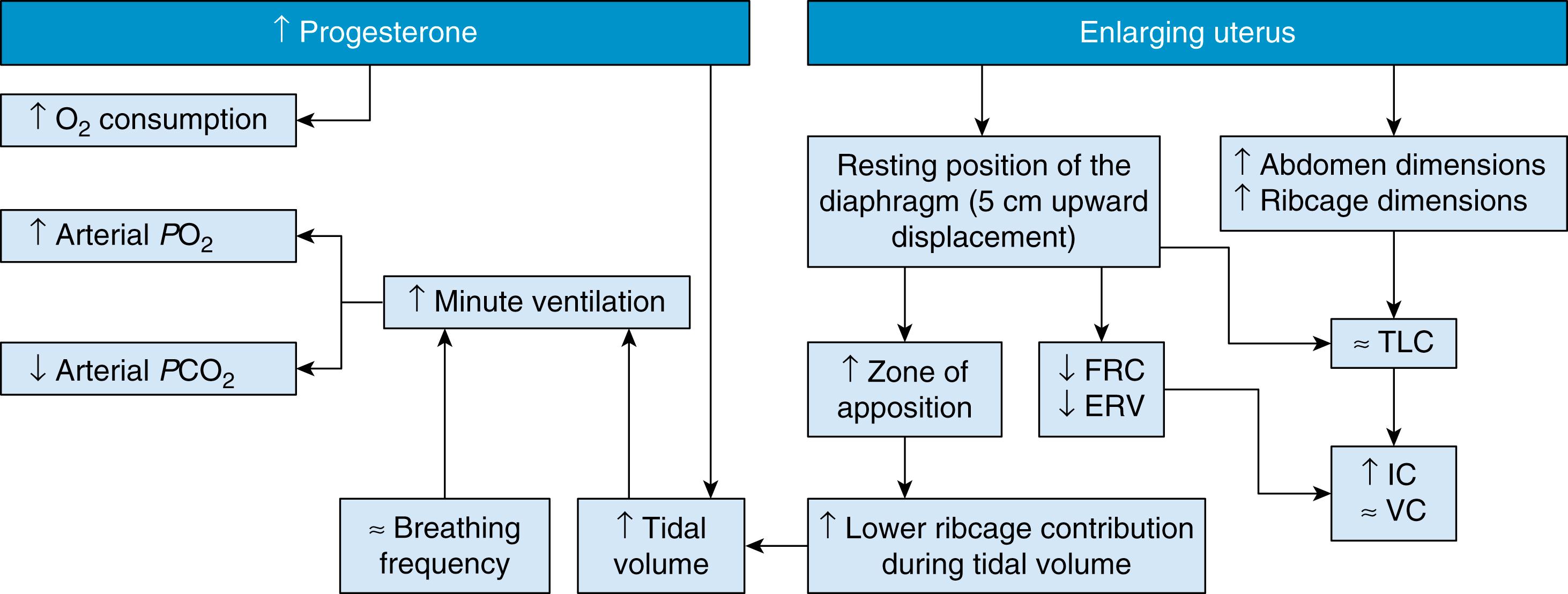 Figure 58.1, Pregnancy effects on pulmonary function, ventilatory pattern, and gas exchange.