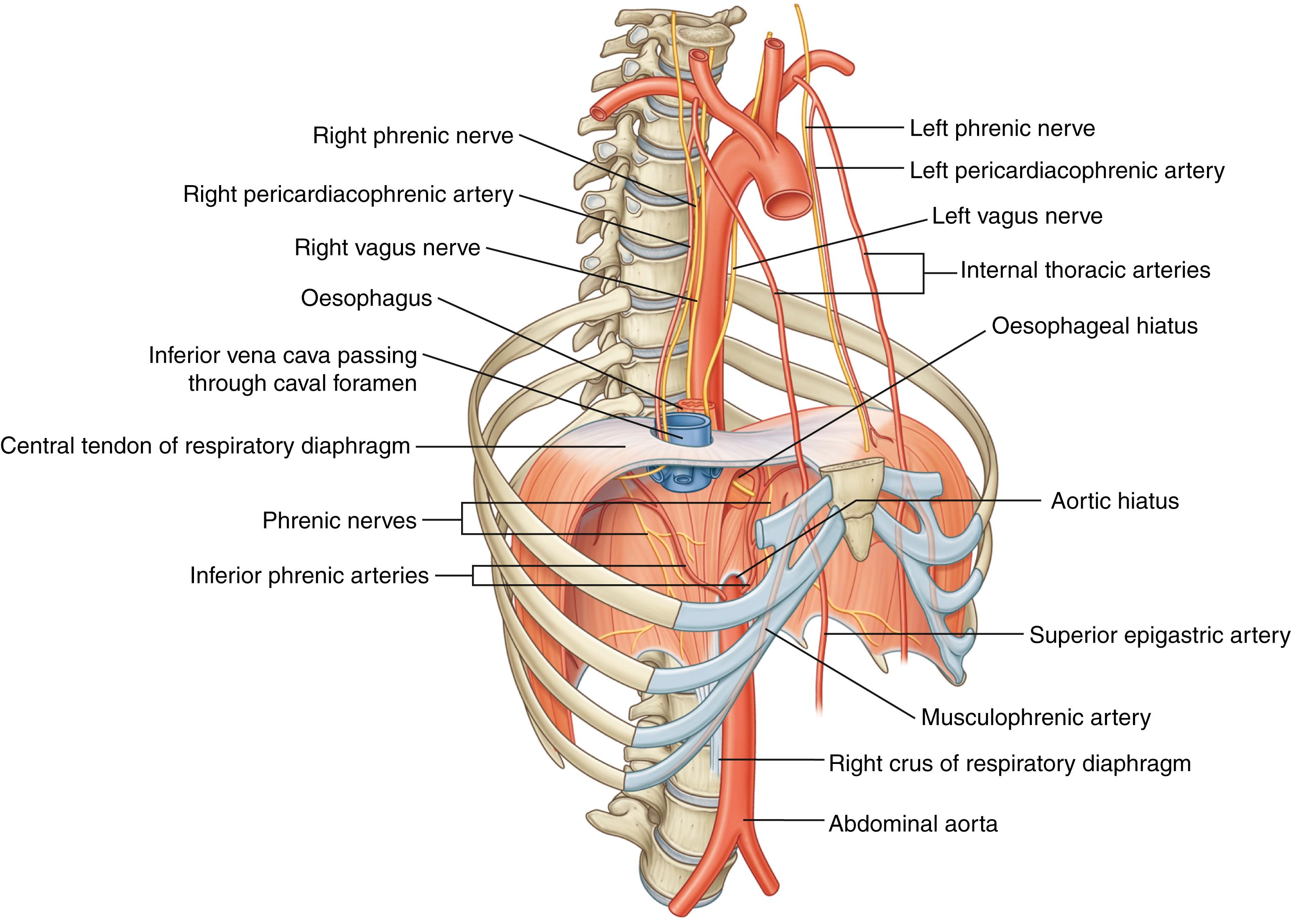 Fig. 55.2, The respiratory diaphragm with attachments, openings and arterial blood and nerve supply.