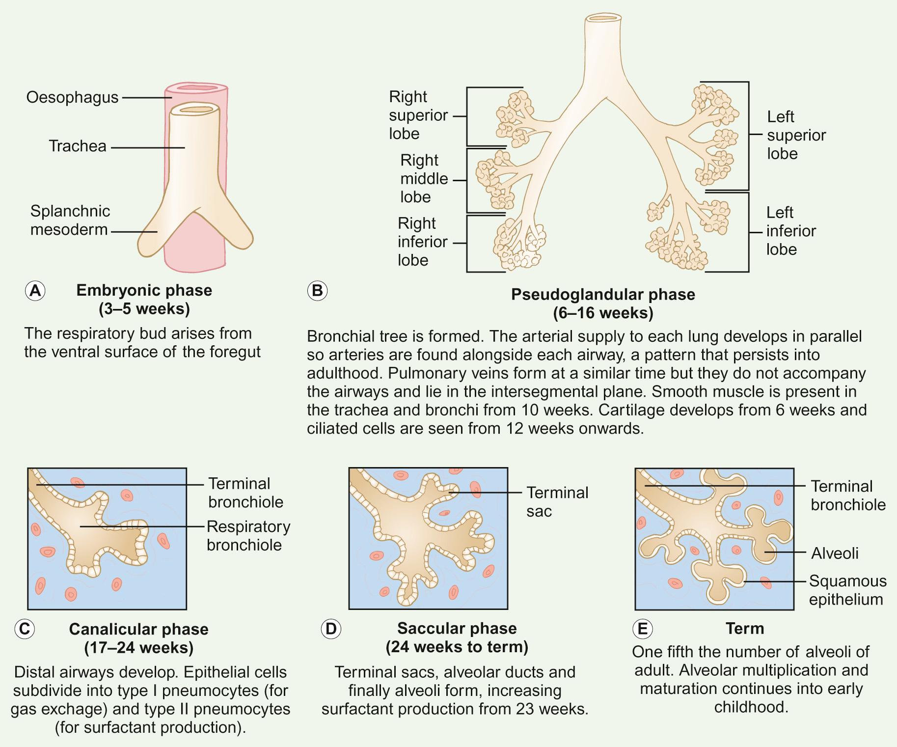 Fig. 17.1, Phases of lung development.