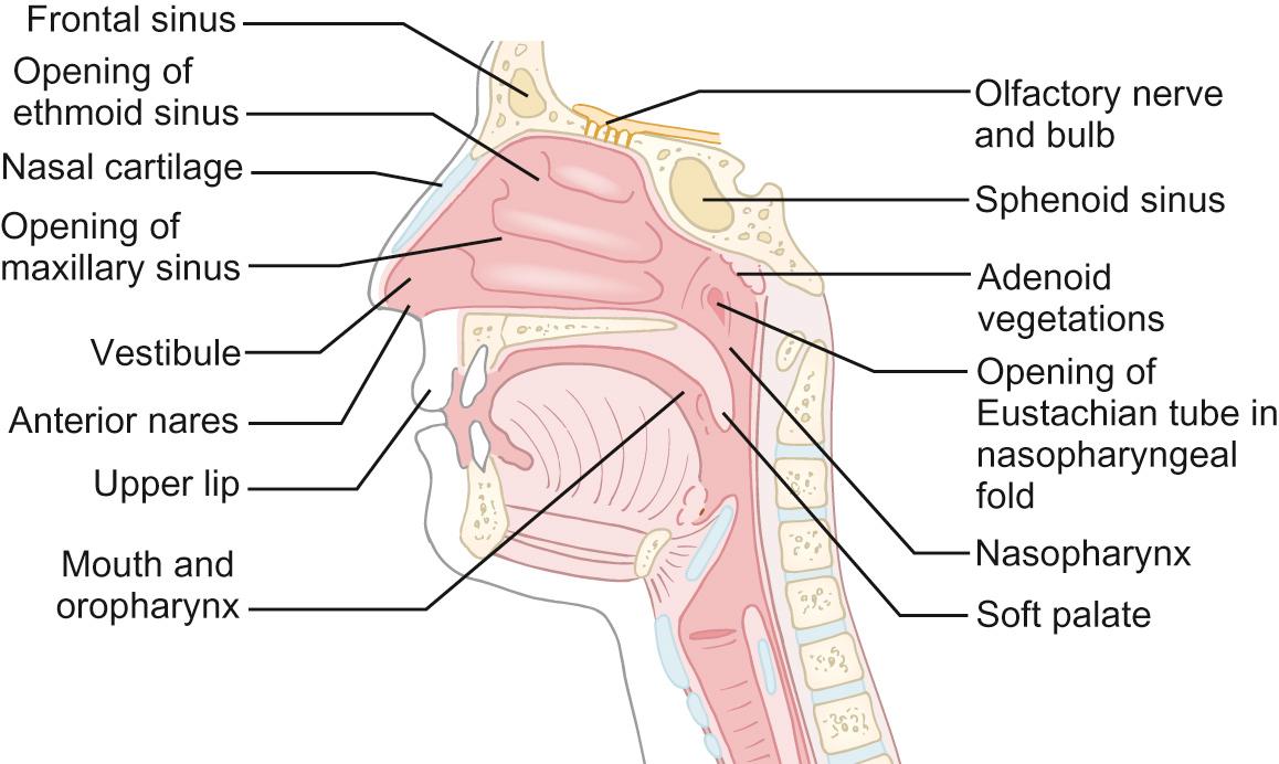 Fig. 17.2, Gross anatomy of the upper airway.