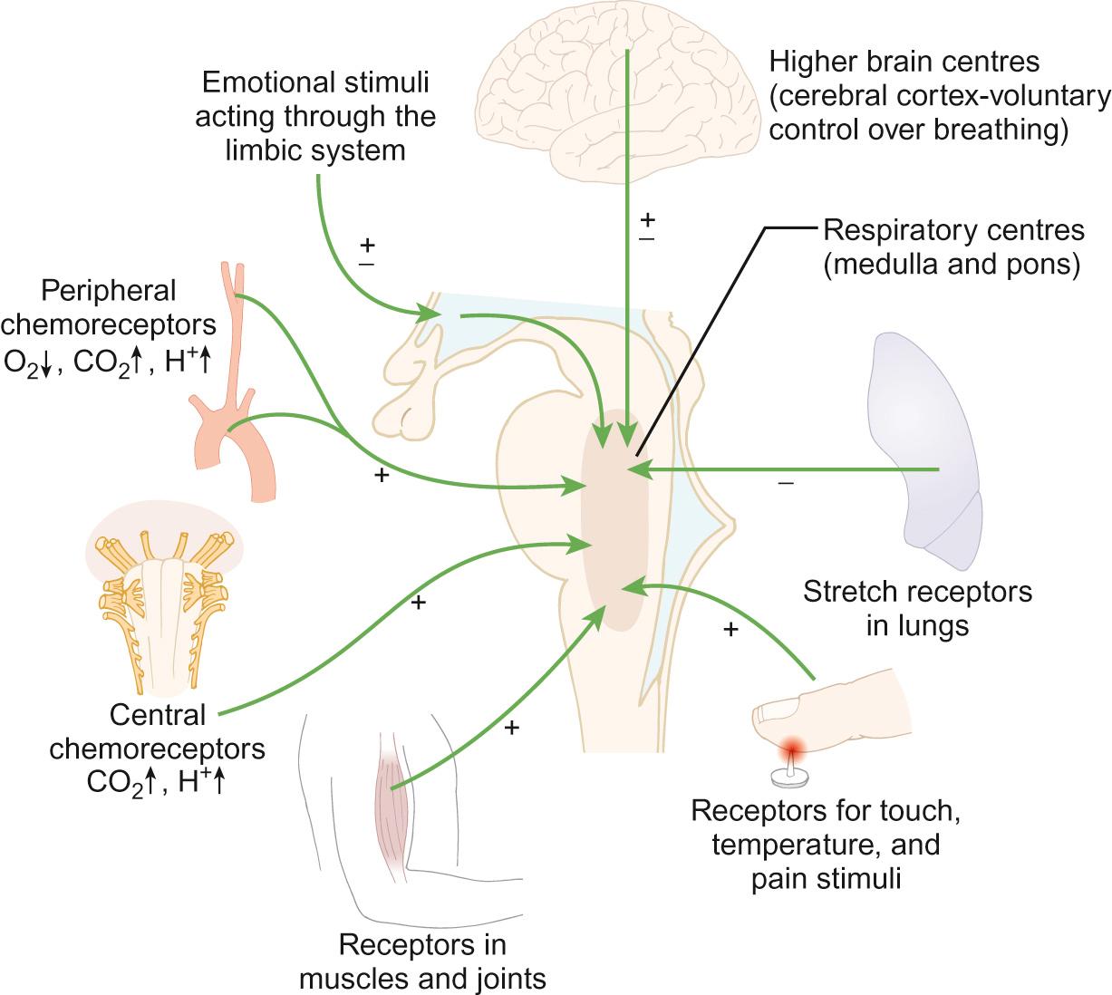 Fig. 17.3, Control of breathing.