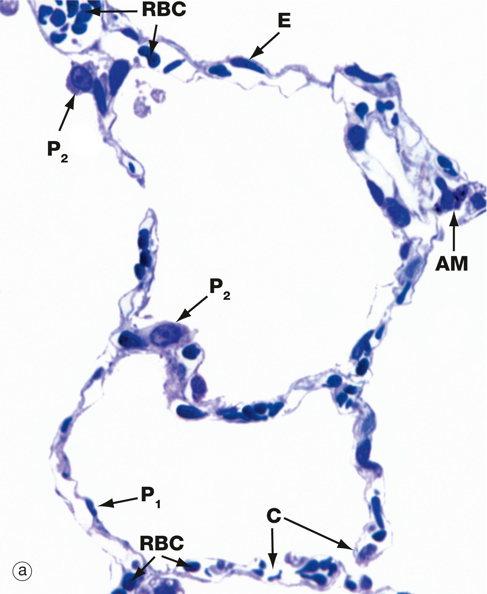 Fig. 12.13, Alveoli