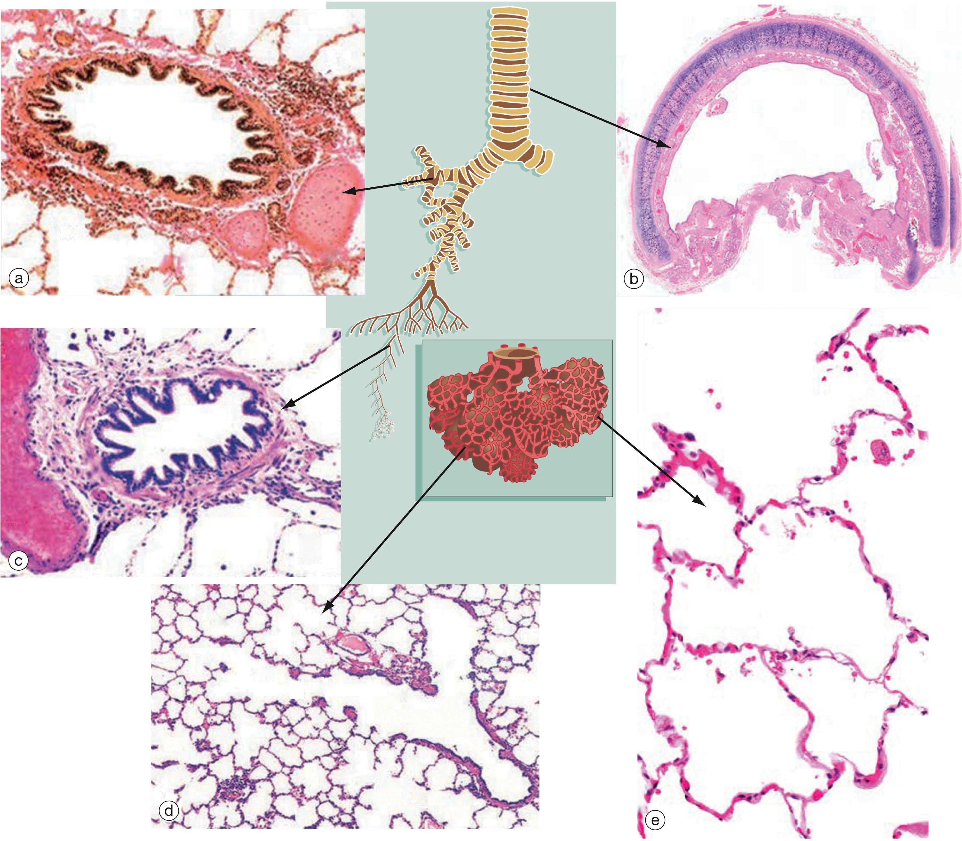 Fig. 12.26, Histological features throughout the respiratory tract