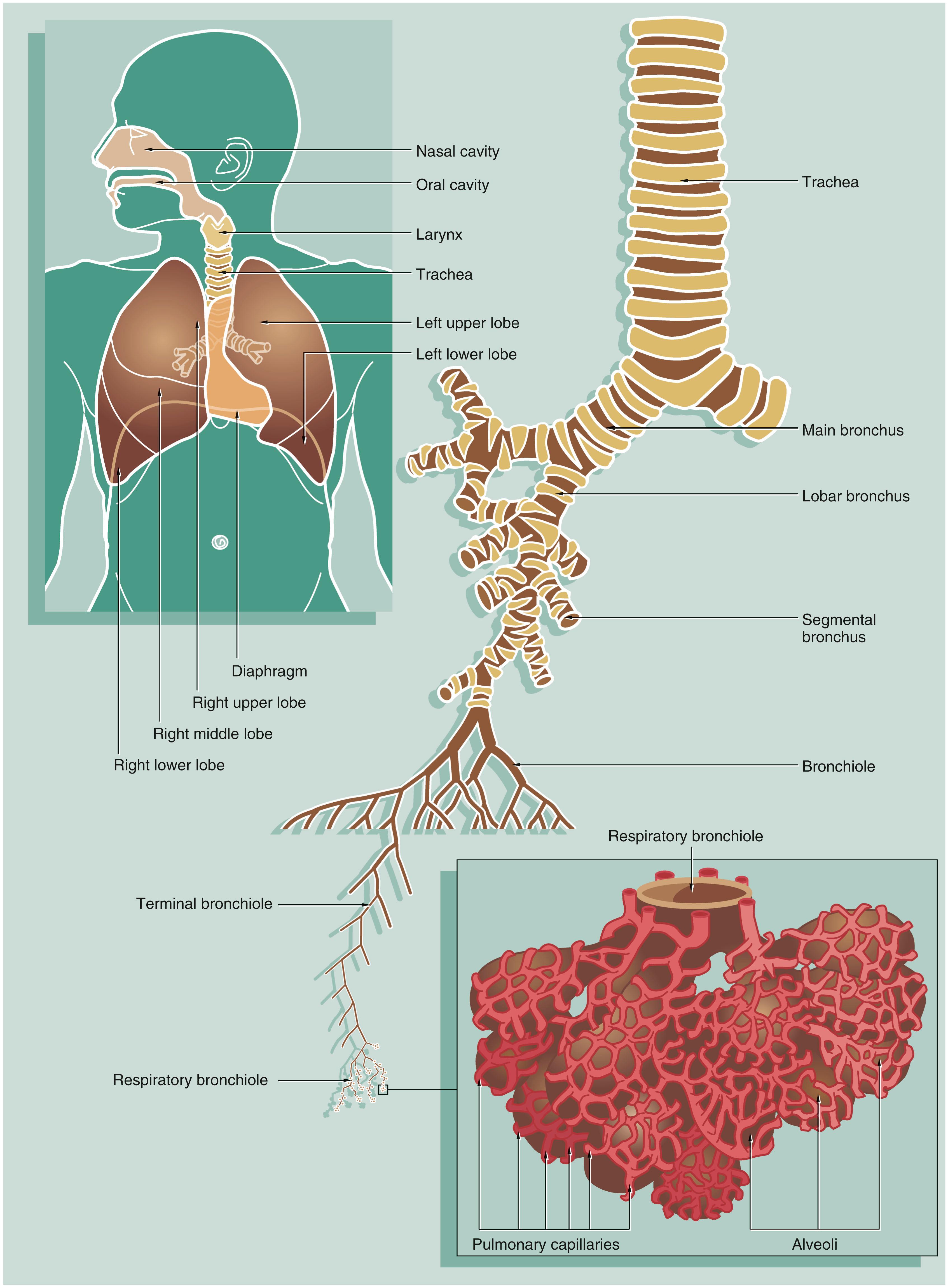 Fig. 12.1, Structure of the respiratory system