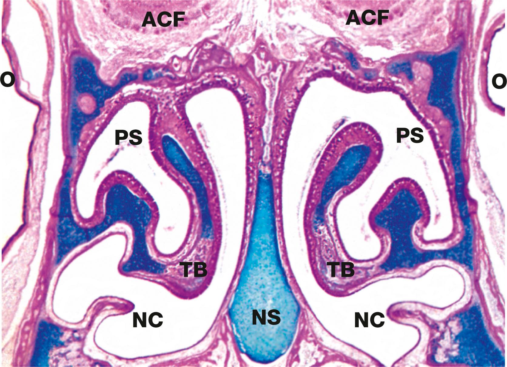 Fig. 12.2, Nasal cavity, kitten