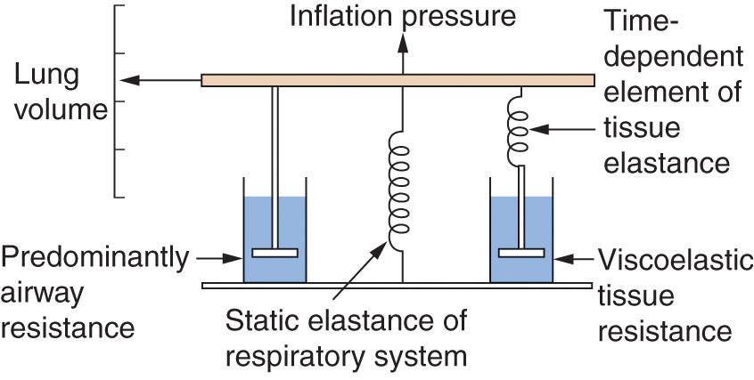 • Fig. 3.4, The spring and dashpot model of D’Angelo et al. 1 Inflation of the lungs is represented by the bar moving upwards. The springs represent elastance (reciprocal of compliance), and the dashpots represent resistance. The spring and dashpot in series on the right confers time dependence, which is because of viscoelastic tissue resistance.