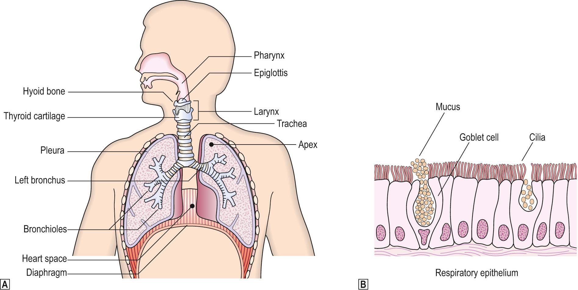 Fig. 14.1, The respiratory system.