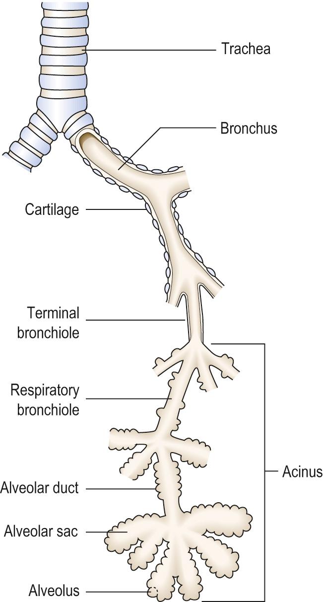 Fig. 14.2, Structure and nomenclature of the lower respiratory tract.