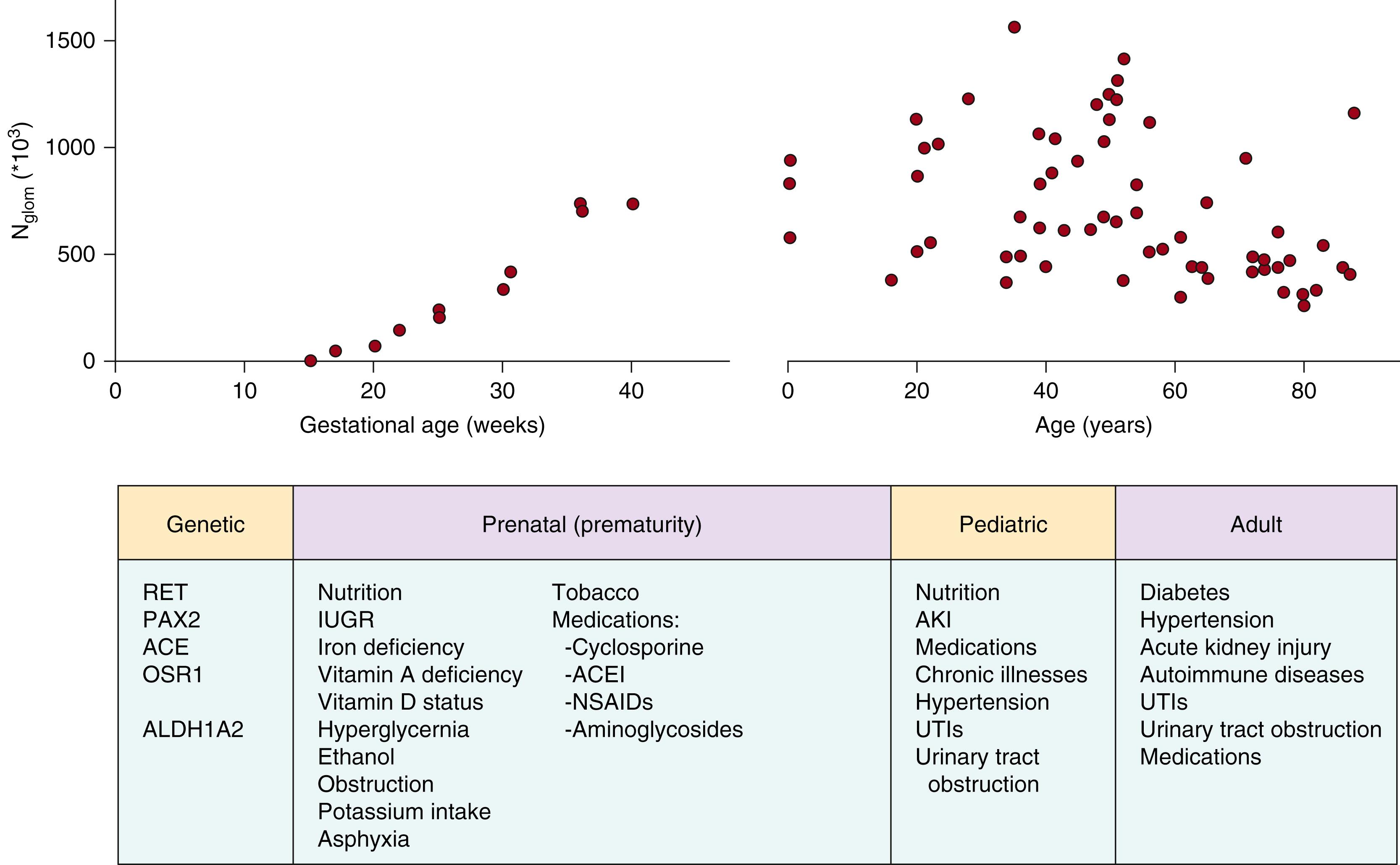 Fig. 104.1, Factors affecting nephron number. A multitude of factors affect a human’s final nephron number. With nephrogenesis complete in humans at the end of normal gestation, there are many etiologies that result in the variability in nephron number that occurs in adults. ACE , Angiotensin-converting enzyme; ACEI , angiotensin-converting enzyme inhibitor; AKI , acute kidney infection; ALDH1A2 , retinaldehyde dehydrogenase 2; IUGR , intrauterine growth restriction; NSAIDs , nonsteroidal antiinflammatory drugs; OSR1 , odd-skipped related 1; PAX2 , paired box gene 2; Ret , receptor tyrosine kinase; UTI , urinary tract infection.