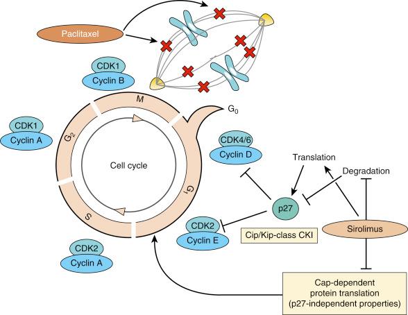 Fig. 34.3, Schematic representation of vascular smooth muscle cell cycle regulation and the mechanism of sirolimus and paclitaxel. CDK , Cyclin-dependent kinase; CKI , cyclin-dependent kinase inhibitor.