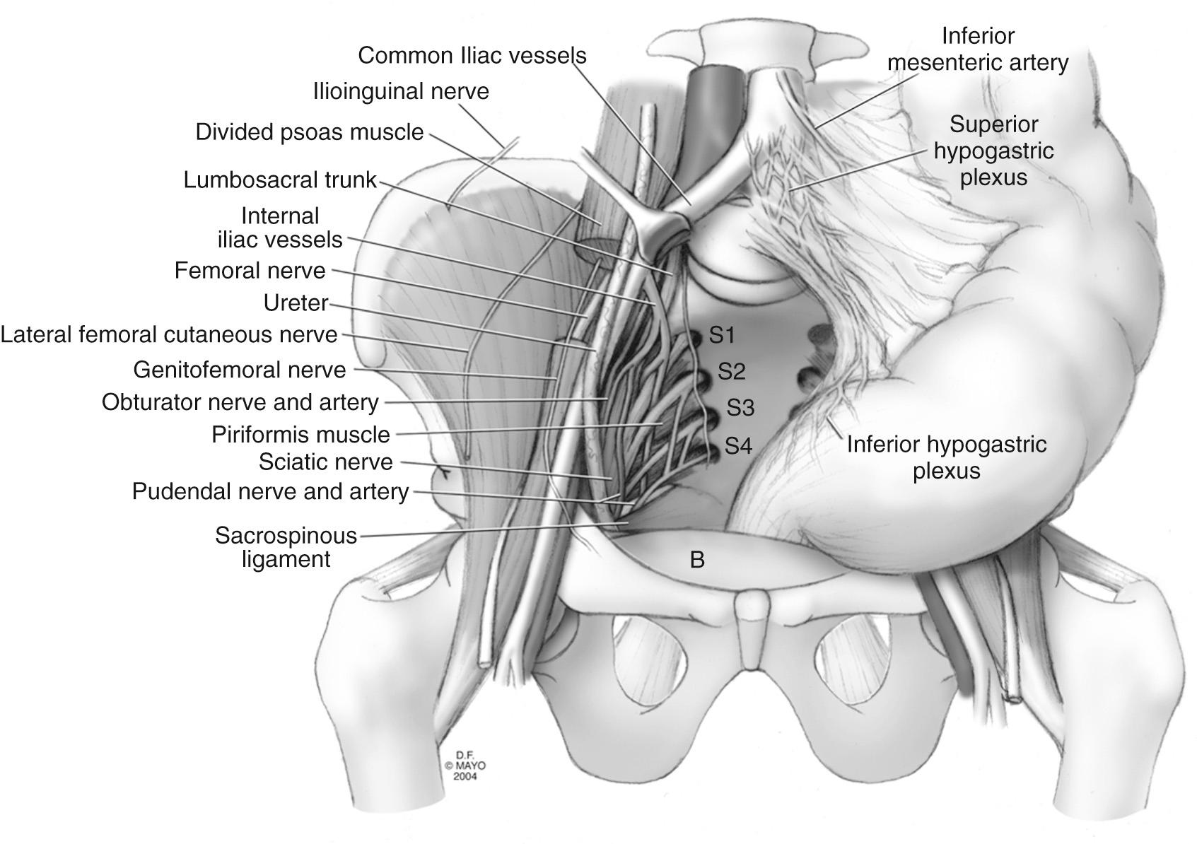 FIGURE 174.2, Vascular and neural anatomy of retrorectal space. B, Bladder.