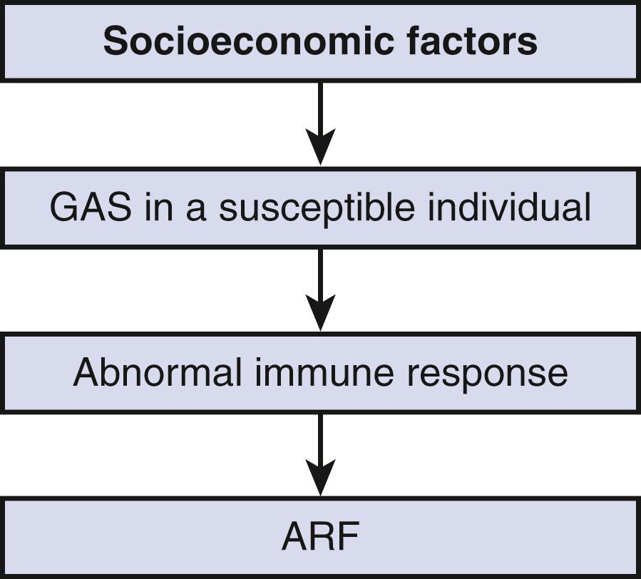 Figure 149.1, Pathogenesis of acute rheumatic fever (ARF). GAS, Group A β-hemolytic streptococcus infection.