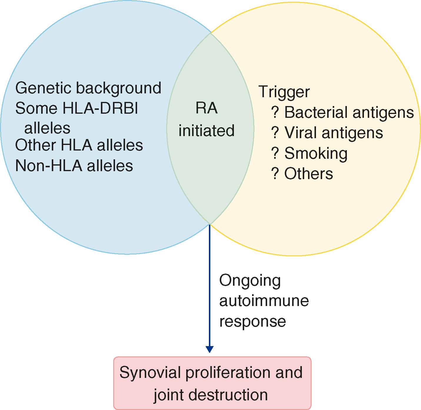 E-FIGURE 243-1, Initiation of rheumatoid arthritis (RA).