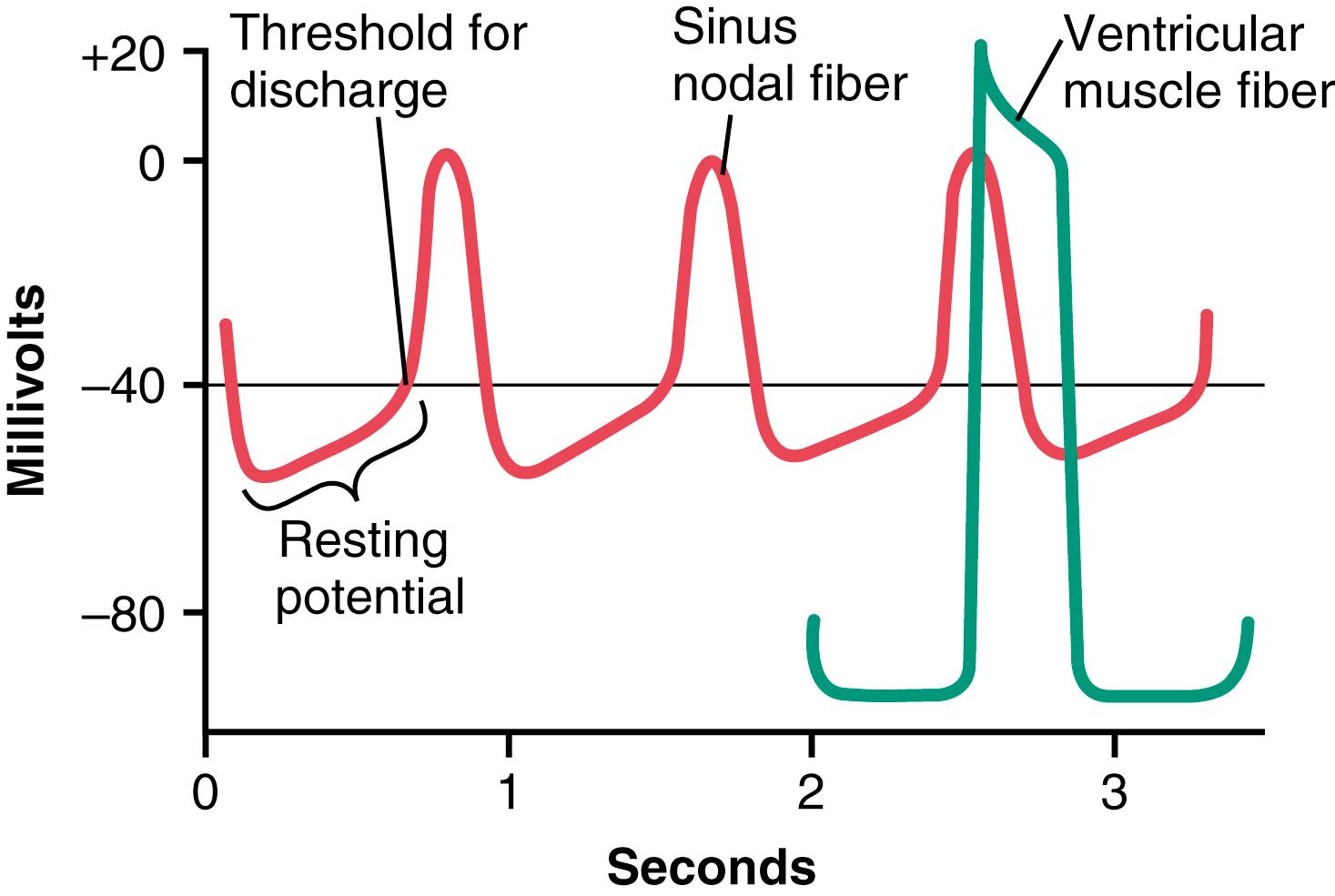 Figure 10-2, Rhythmical discharge of a sinus nodal fiber. Also, the sinus nodal action potential is compared with that of a ventricular muscle fiber.