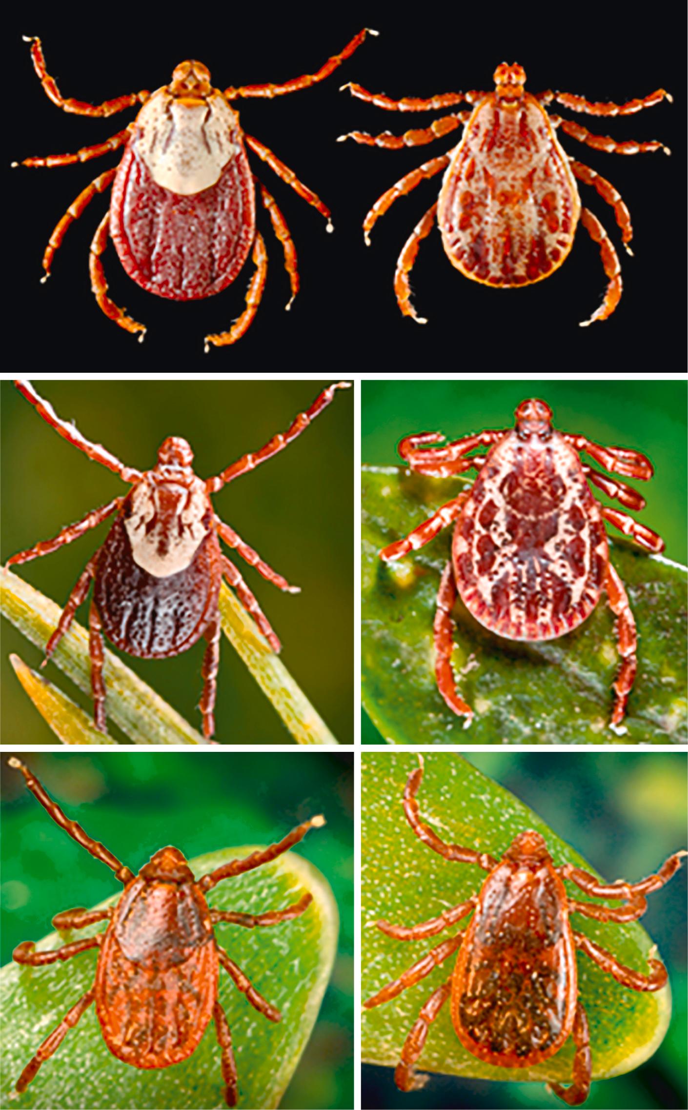 FIGURE 178.2, Female ( left ) and male ( right ) specimens of important tick vectors of Rickettsia rickettsii in North America, including Dermacentor andersoni ( top ), Dermacentor variabilis ( middle ), and Rhipicephalus sanguineus sensu lato ( bottom ).