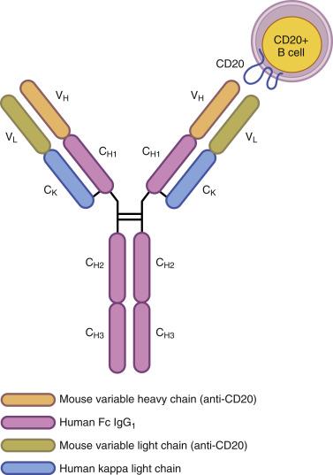 Fig. 30.1, Structure of rituximab. IgG , Immunoglobulin G.