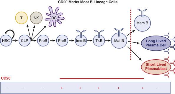 Fig. 30.2, Rituximab targets CD20+ B cell populations but spares CD20– B lineage cells. Depicted is the orderly development of mature B cells from hematopoietic stems cells ( HSC ) in the bone marrow and the later formation of memory B cells ( MBC ) and long-lived plasmablast (LLPC) and short-lived plasmablasts (SLPB), after an immune response (right of the dotted red line). CD20+ and CD20– populations are shown. Because the precursors to mature B cells ( MatB ) are CD20-, they are spared by rituximab and generate new B cells after rituximab treatment is completed. Similarly, CD20– LLPC are spared, as are the standing antibody (Ab) titers they produce to previous vaccinations and infections. SLPB which produce antidesmoglein Ab are CD20– and not directly targeted, but as their direct CD20+ precursors are targeted, they are indirectly depleted as they naturally die. CLP , Common lymphocyte precursor; DC , dendritic cell; ImmB , immature B cell; NK , natural killer cell; PreB , pre-B cell; ProB , pro-B cell; T , T cell; TrB , transitional B cell.