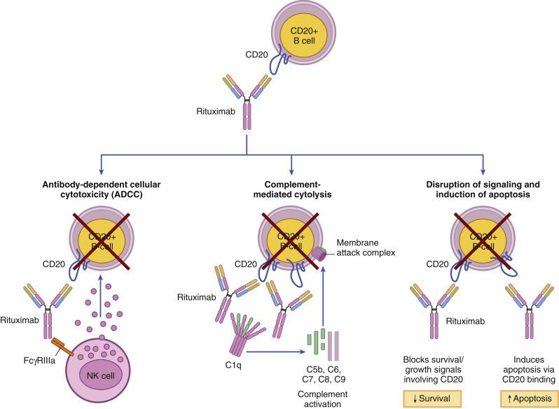 Fig. 30.3, Rituximab’s mechanism of action: B cell depletion. NK , Natural killer cell.