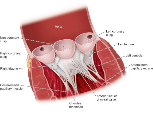 Figure 21.1, Anatomy of mitral valve apparatus.