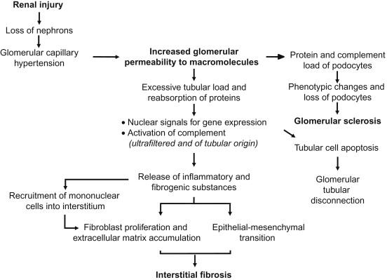 Figure 87.1, Schematic representation of the events that lead to chronic tubulointerstitial damage and glomerular sclerosis in proteinuric nephropathy.