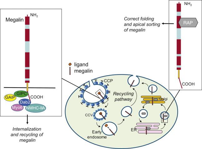 Figure 87.2, Regulation of trafficking and apical sorting of megalin. Megalin is associated with CCPs in the brush border of the renal proximal tubular cell. Through its cytoplasmic tail it interacts with the G protein GIPC and the adaptor protein Dab2, both regulating the endocytic/recycling pathway of the receptor. GIPC interacts with GAIP, and Dab2 binds the motor proteins NMHC-IIA and Myo6, which contribute to megalin’s endocytic function. RAP binds megalin within the extracellular domain with the effect of regulating the receptor processing by proper folding, and prevents its retention in the ER due to early binding of ligands. This leads to correct transport of megalin through the Golgi and subsequent apical sorting to the brush border. Abbreviations: CCPs, clathrin-coated pits; CCV, clathrin-coated vesicle; Dab2, Disabled protein 2; ER, endoplasmic reticulum; GAIP, Gα interacting protein; GIPC, GAIP interacting protein, C terminus; Myo6, myosin 6; NMHC-IIA, nonmuscle myosin heavy chain IIA; RAP, receptor-associated protein.