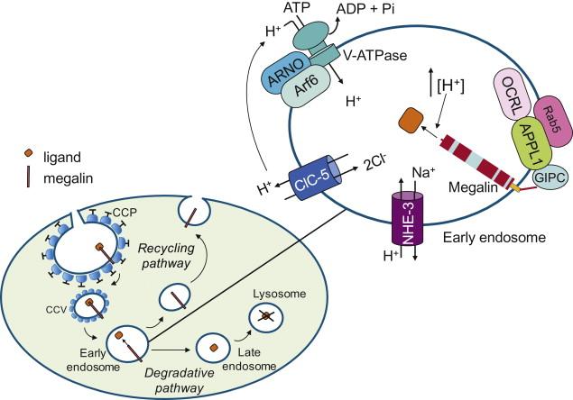 Figure 87.3, Regulation of endocytic pathway in the renal proximal tubular cell. Upon binding of ligand (i.e., albumin) to megalin in CCPs, ligand-receptor complexes are internalized and transported via clathrin-coated vesicles to early endosomes where they dissociate. Megalin is sorted to the plasma membrane (recycling pathway) and the endocytosed proteins are transported further into the degradative pathway. Acidification of intracellular lumen of the early endosome involves NHE-3 and V-ATPase with counter ion being provided by CLC-5. Upon acidification, Arf6 and ARNO are recruited to the endosomal membrane and both interact with V-ATPase driving the vesicular trafficking of endocytosed proteins from early to late endosomes. Interaction of the inositol 5’-phosphatase OCRL with the rab5 effector APPL1, which binds GIPC regulates the early steps of the endocytic traffic of megalin. Abbreviations: Arf6, ADP-ribosylation factor; APPL1, Adaptor Protein containing pleckstrin homology domain, PTB domain and Leucine zipper motif 1; ARNO, ADP-ribosylation factor nucleotide site opener; CCPs, clathrin-coated pits; CCV, clathrin-coated vesicle; CLC-5, 2 chloride (Cl − )/proton (H + ) exchanger; NHE-3, Na + /H + exchanger 3; OCRL, oculocerebrorenal syndrome of Lowe; V-ATPase, vacuolar H + -ATPase.