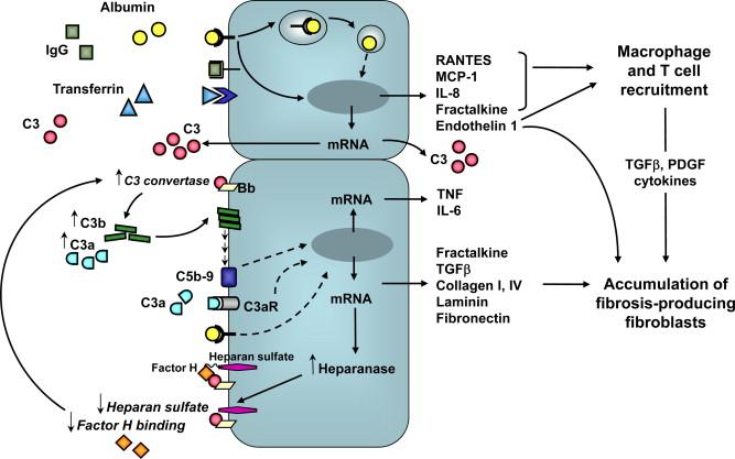 Figure 87.4, Cellular mechanisms of injury underlying the activation of inflammatory and fibrogenic pathways by proximal tubular cells in response to excess load of filtered plasma proteins that occurs in chronic proteinuric nephropathies.