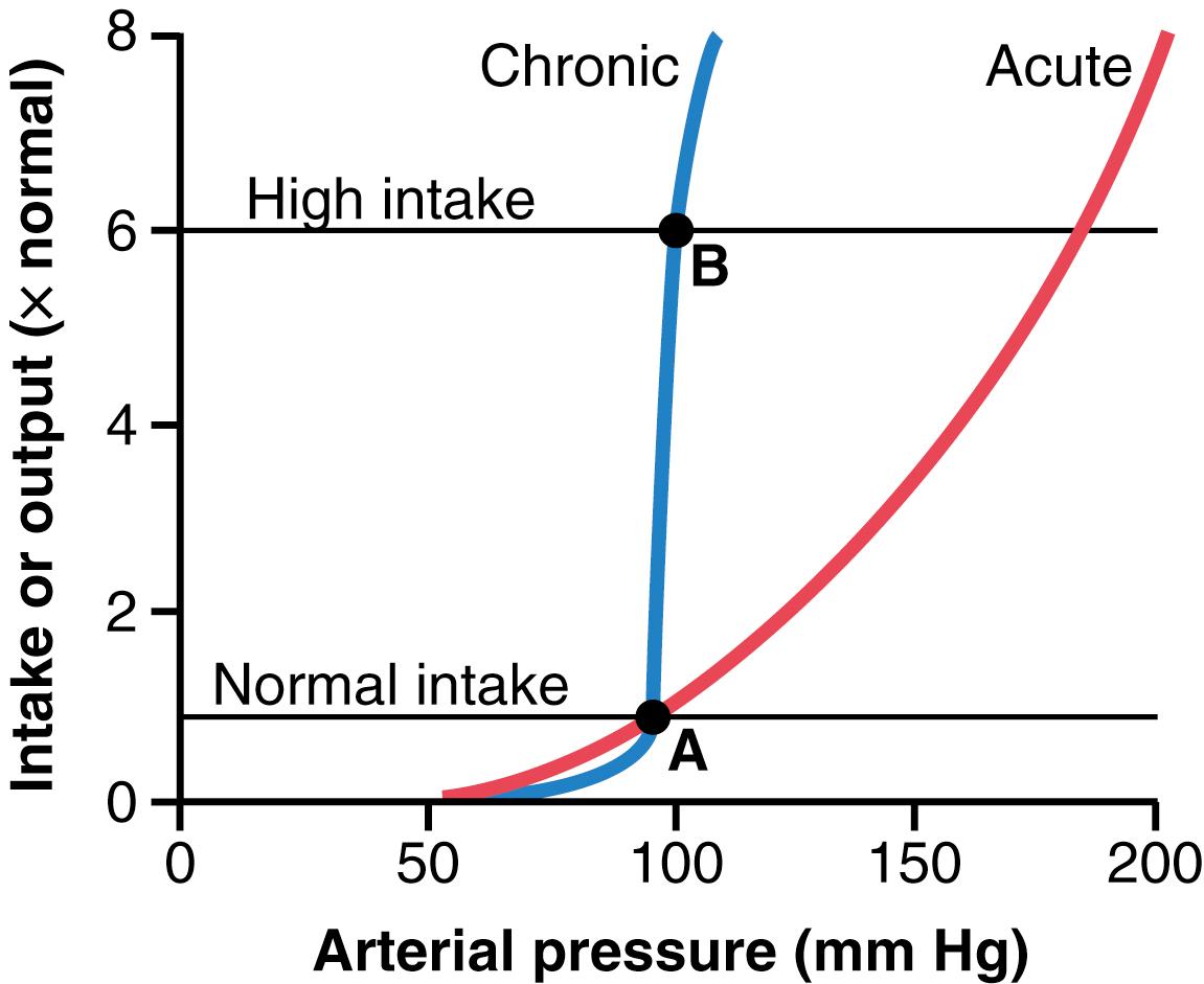 Figure 19-4., Acute and chronic renal output curves. Under steady-state conditions, the renal output of salt and water is equal to intake of salt and water. Points A and B represent the equilibrium points for long-term regulation of arterial pressure when salt intake is normal or six times normal, respectively. Because of the steepness of the chronic renal output curve, increased salt intake normally causes only small changes in arterial pressure. In persons with impaired kidney function, the steepness of the renal output curve may be reduced, similar to the acute curve, resulting in increased sensitivity of arterial pressure to changes in salt intake.