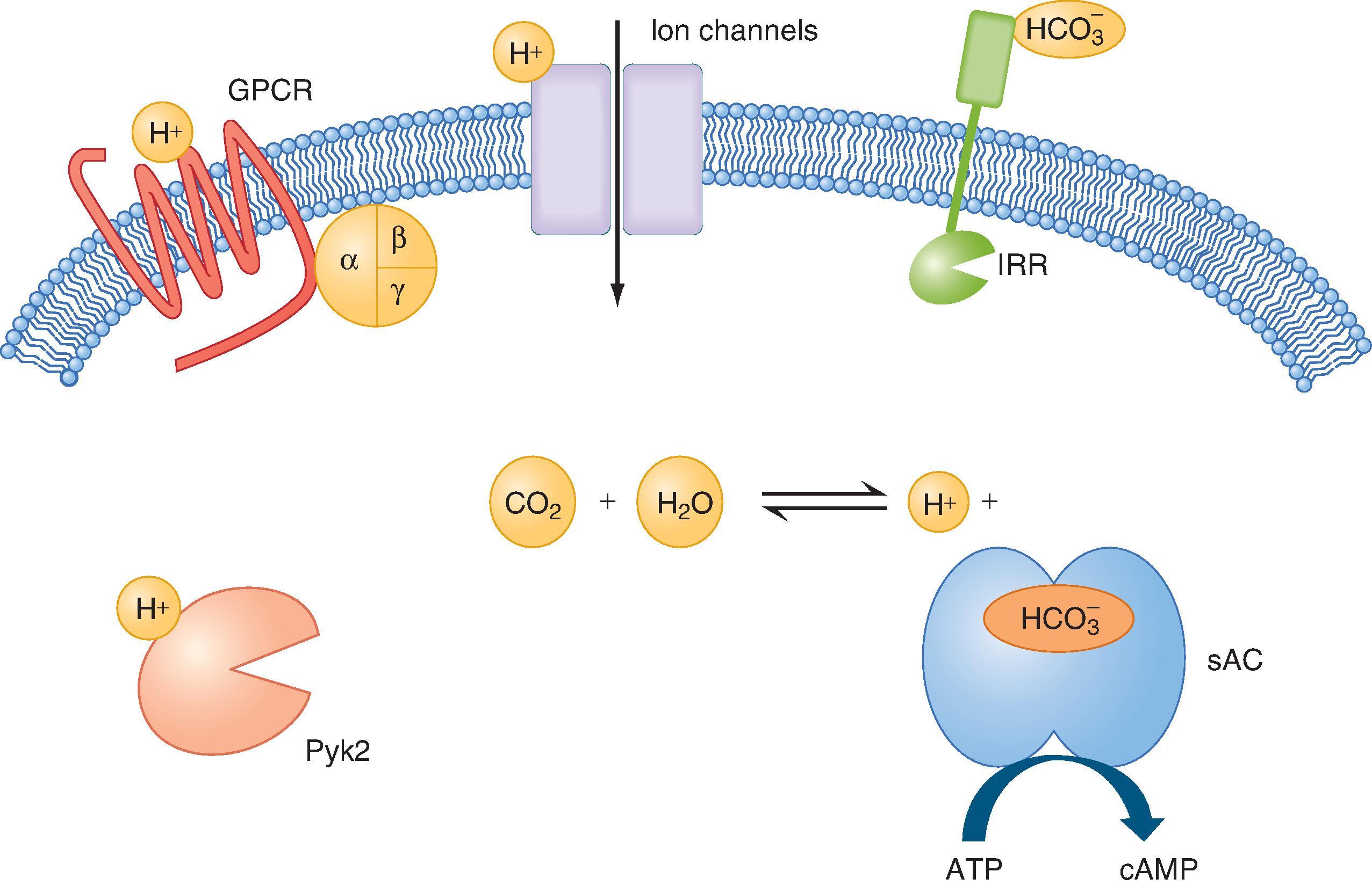 Fig. 37.5, Examples of cellular H + and HCO 3 − sensors. ATP, Adenosine triphosphate; cAMP, cyclic adenosine monophosphate; GPCR, G protein–coupled receptor; IRR, insulin receptor–related receptor; Pyk2, nonreceptor tyrosine kinase; sAC, soluble adenylyl cyclase.