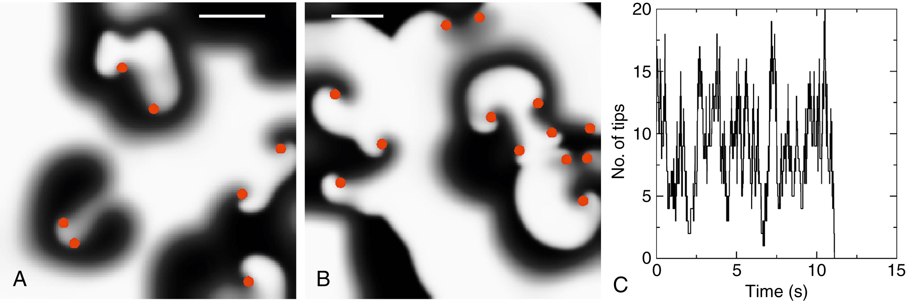 Fig. 43.2, Multiwavelet reentry has a stochastic probability of terminating if wavelets extinguish at a faster rate than they are replenished.