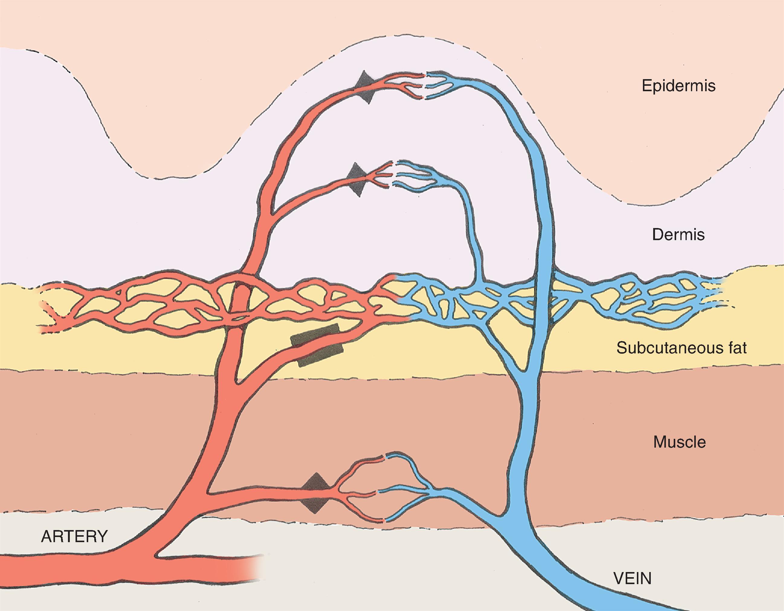 FIG. 2.1, Precapillary (▴) and preshunt (▪) sphincters in skin. The precapillary sphincter regulates nutritive blood flow to skin and responds to locally produced stimuli. The preshunt sphincter is involved in thermoregulation and is affected by sympathetic stimuli from the central nervous system.