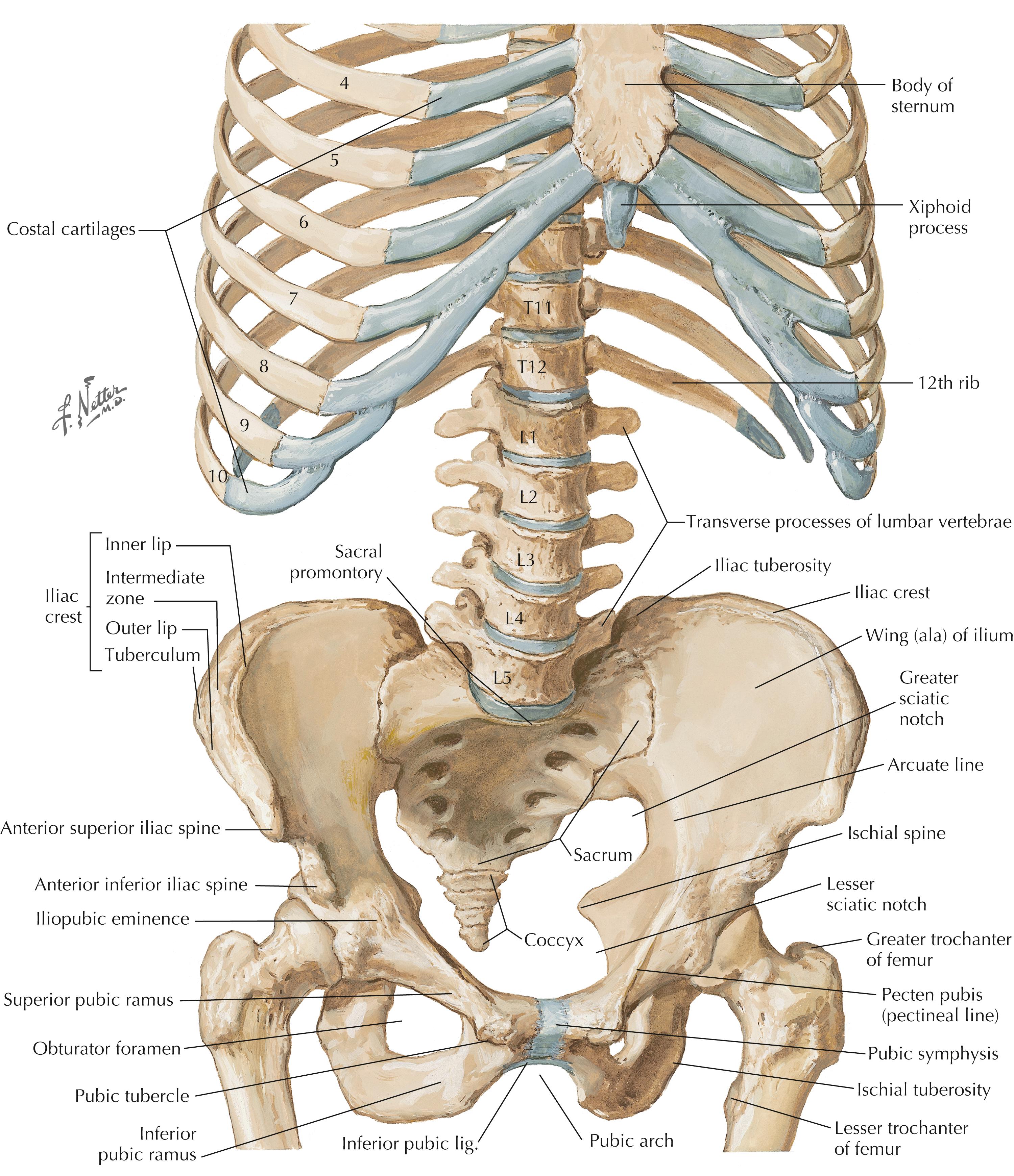 Figure 5-1, Bony framework of abdomen.