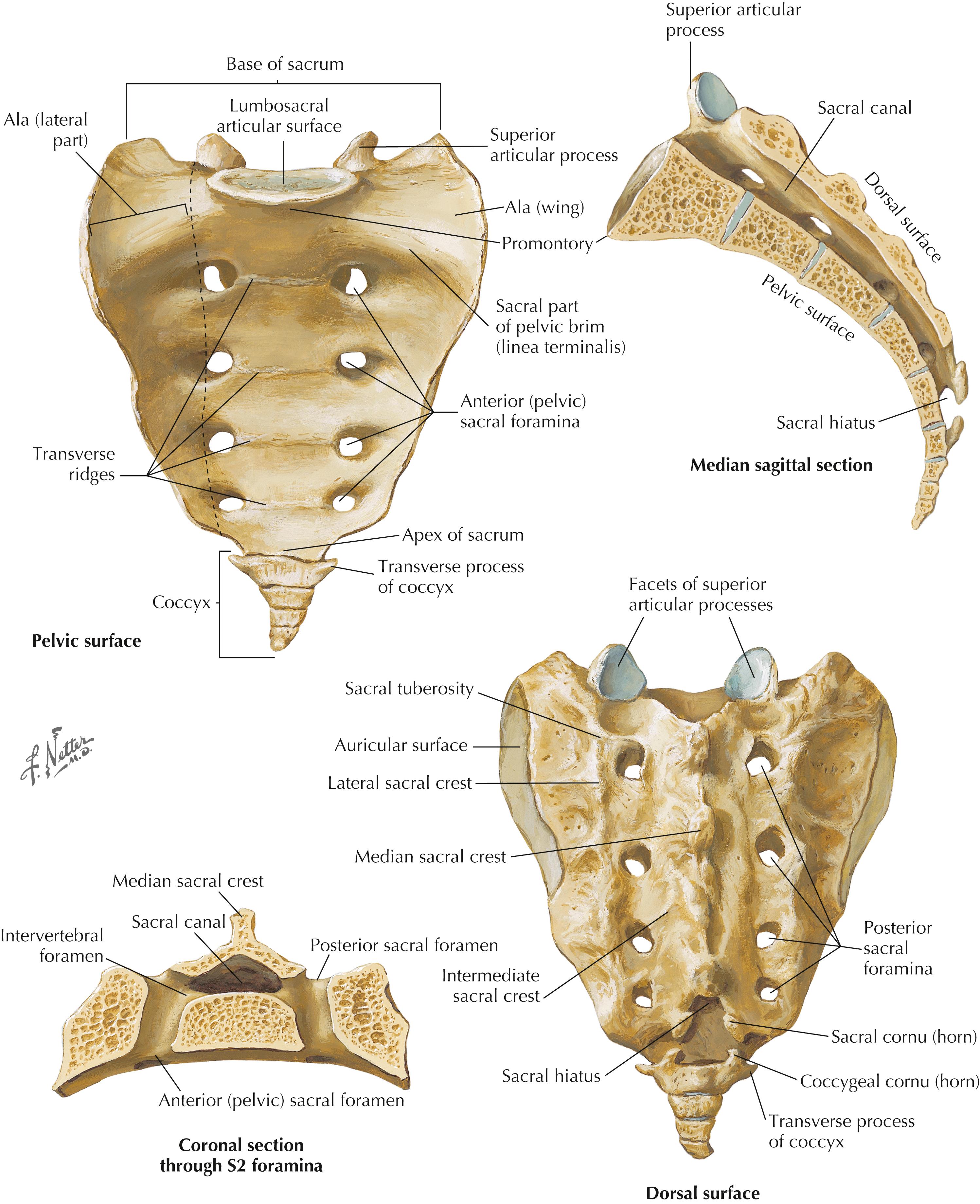Figure 5-2, Sacrum and coccyx.