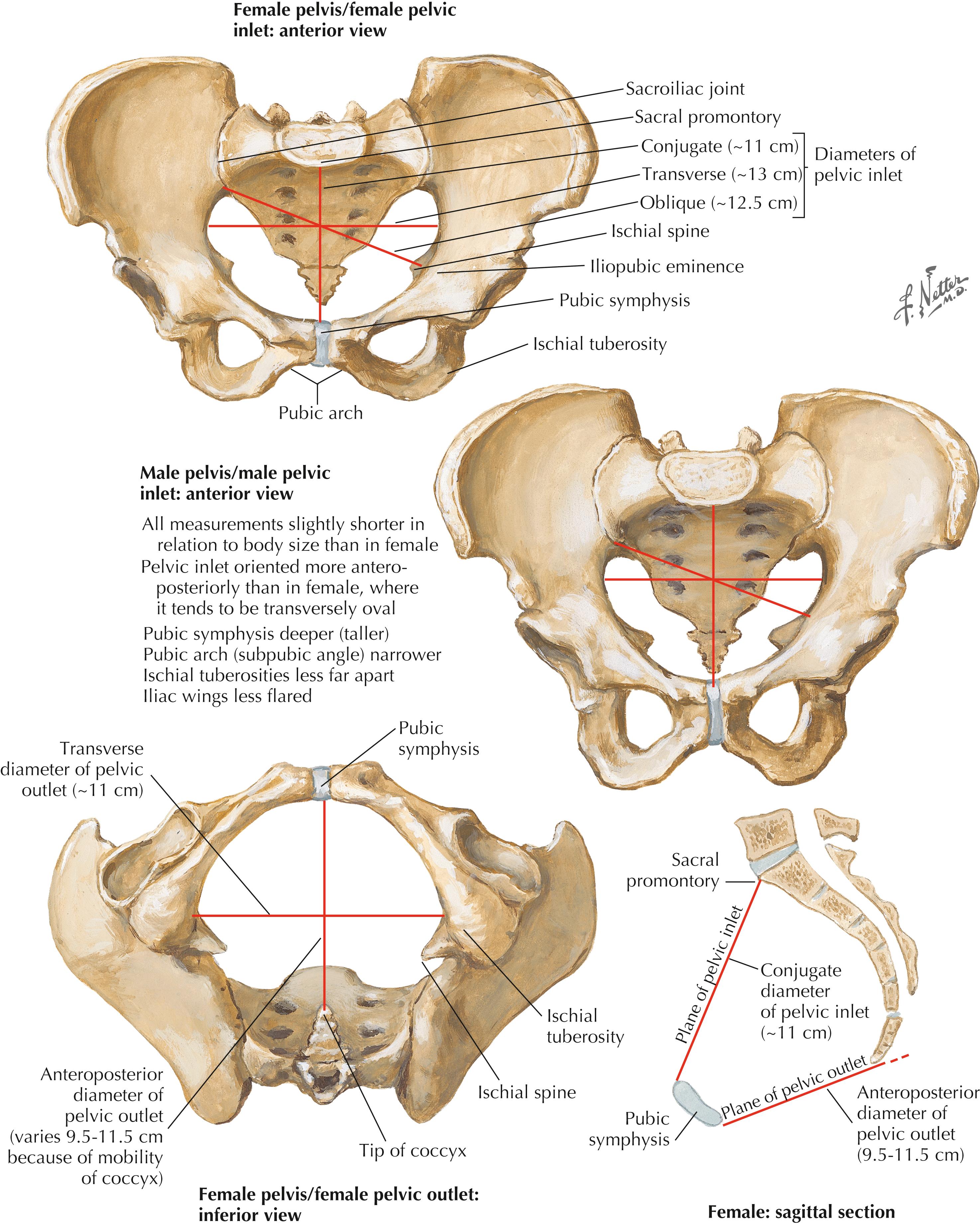 Figure 5-4, Sex differences of pelvis.