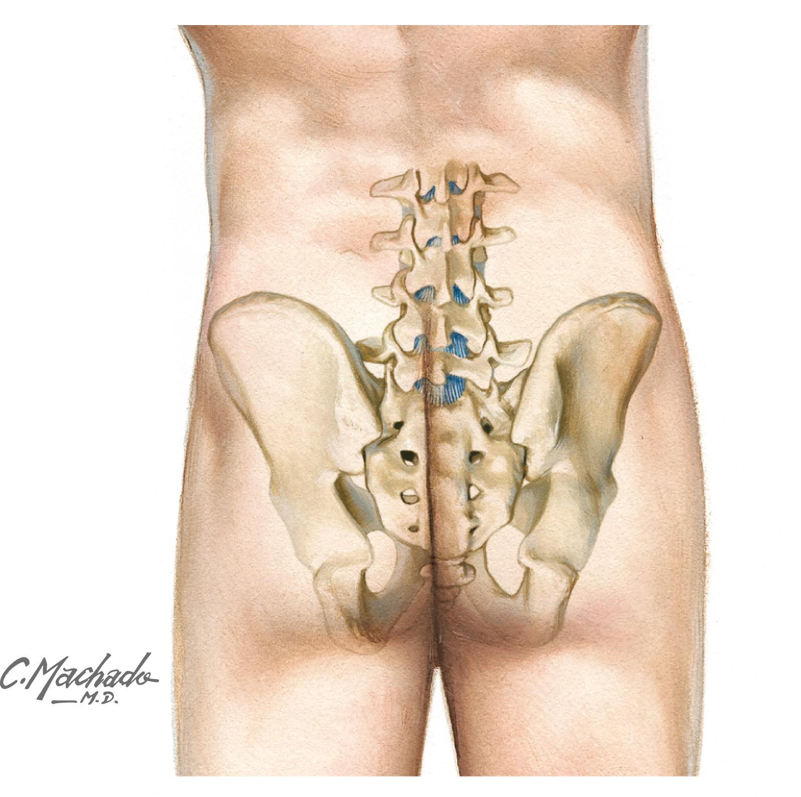 Figure 5-5, Sacroiliac joint.