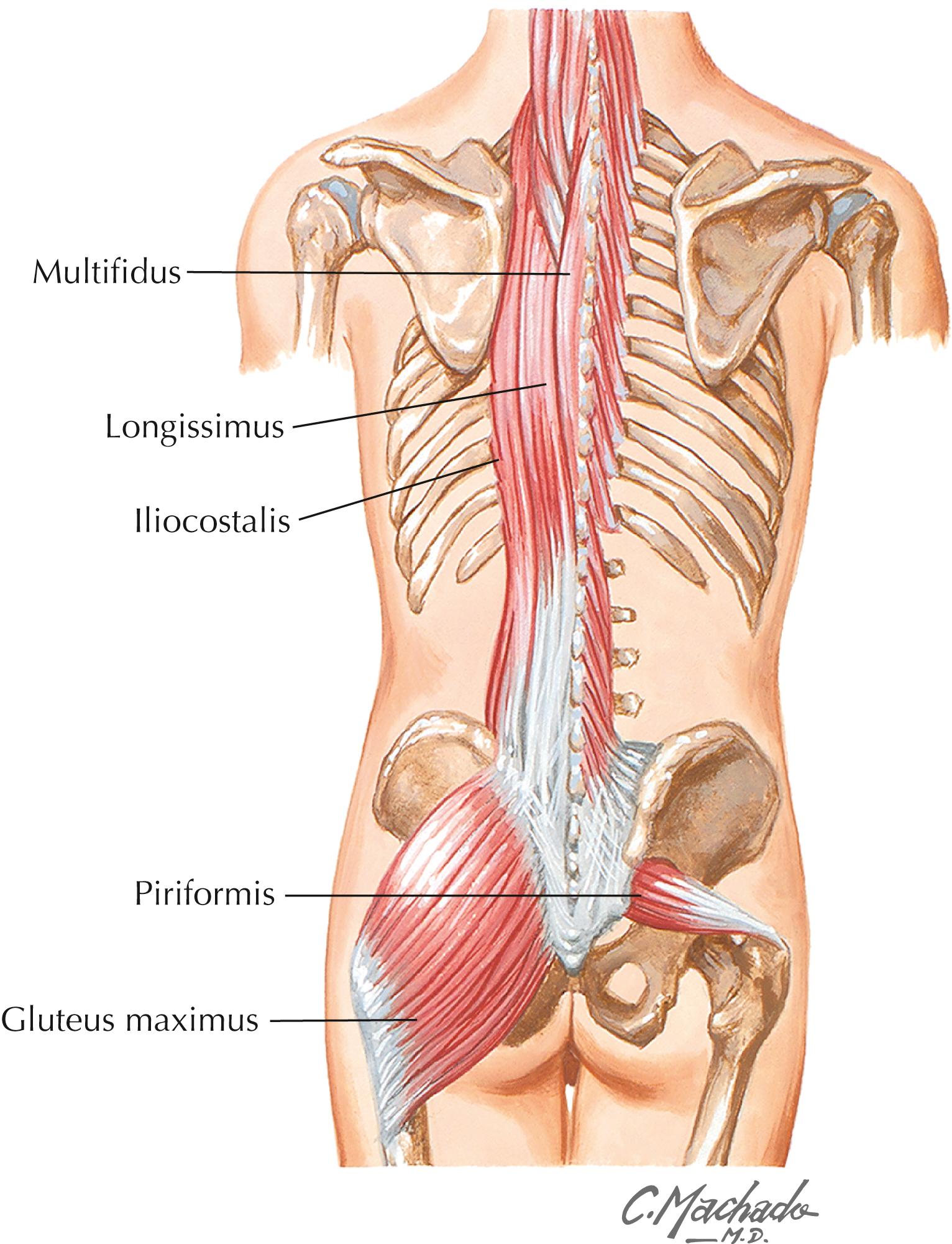 Figure 5-7, Sacroiliac region muscles. Posterior view of spine and associated musculature.