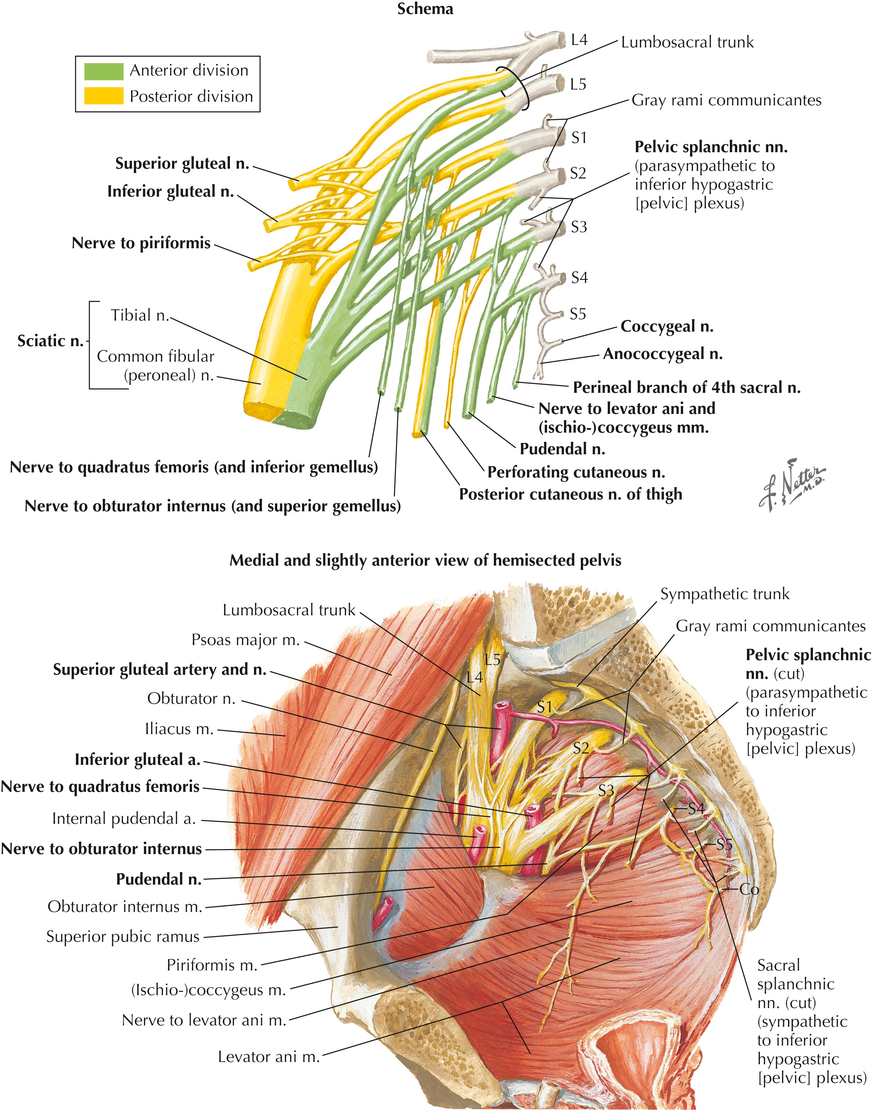 Figure 5-8, Sacroiliac region nerves.