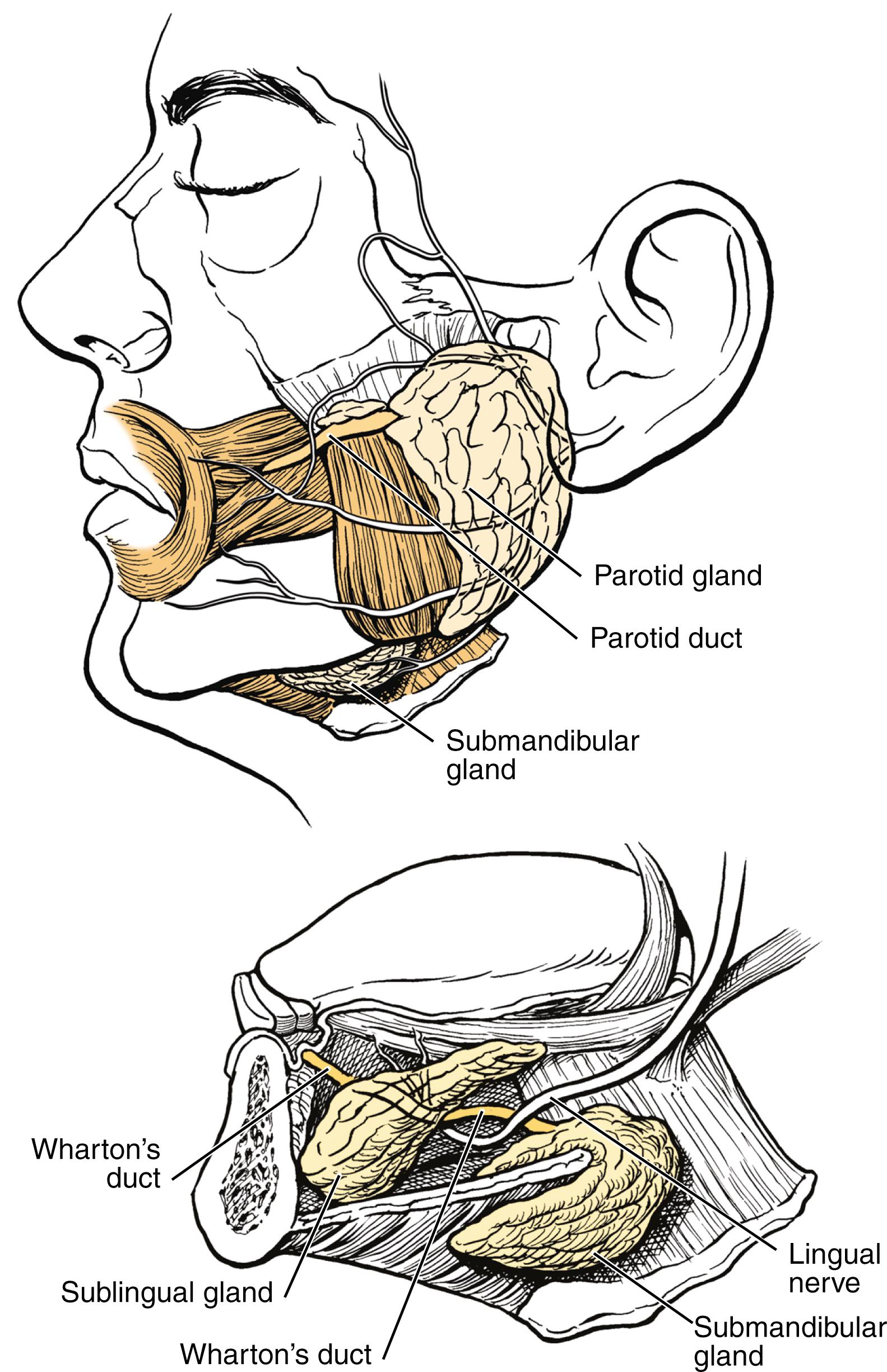 Fig. 24.3, Anatomy of the major salivary glands.