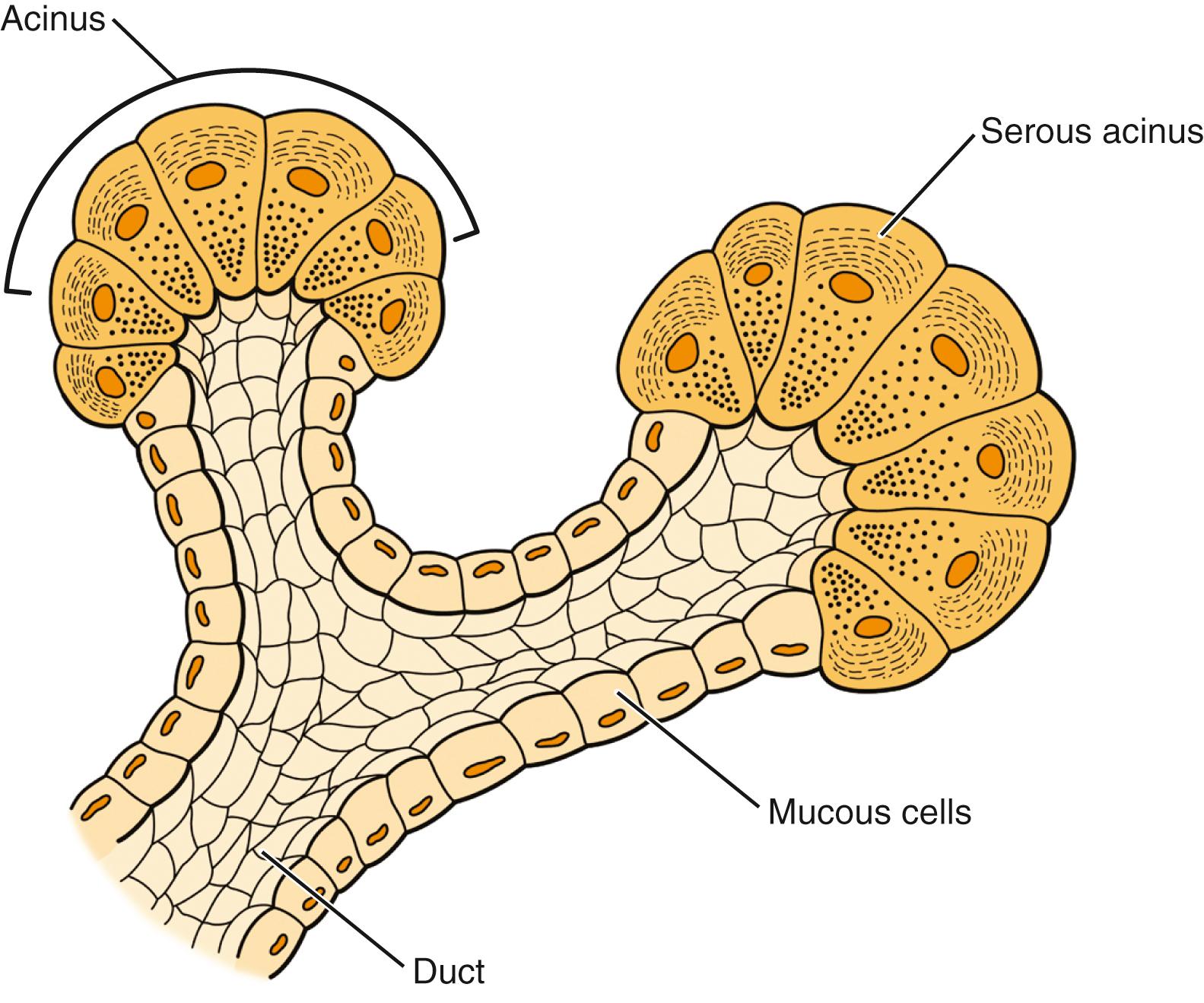 Fig. 24.4, Anatomy of salivary gland acinus.