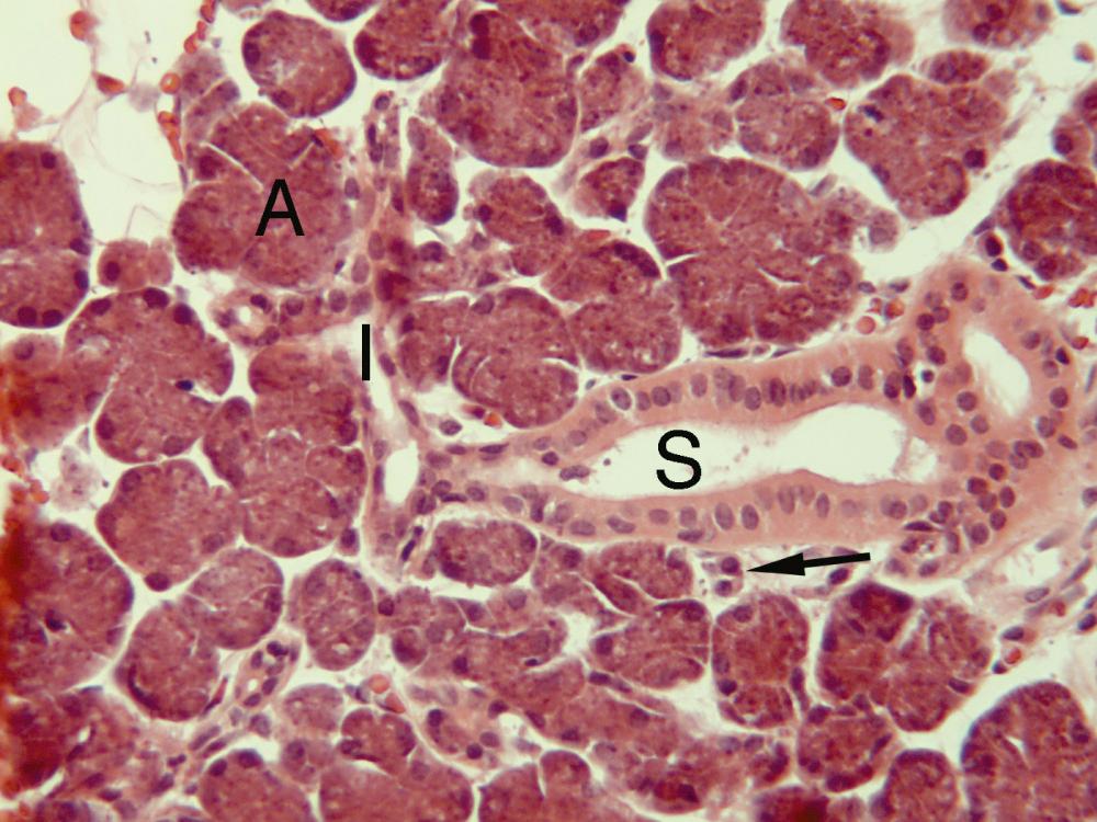 Fig. 5.2, Serous acini (A) of parotid exhibit a granular appearance. A branching intercalated duct (I) leads to a striated duct (S). Plasma cells are present interstitially (arrow). (H&E ×320)