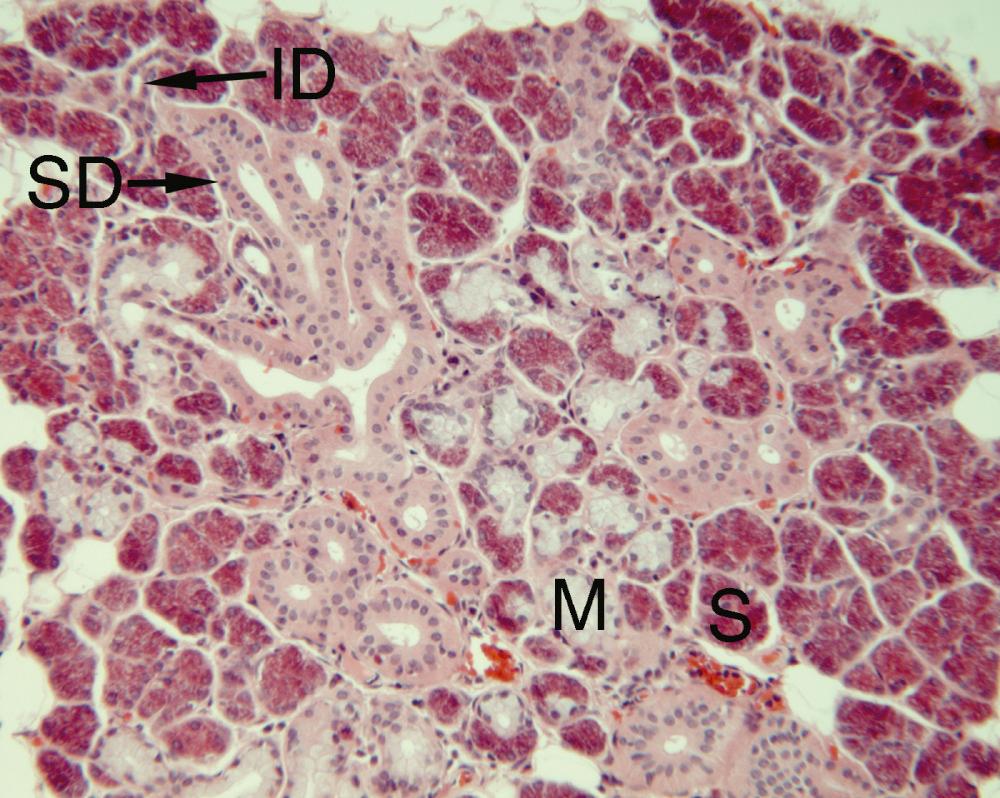 Fig. 5.3, Acini of submandibular gland contain strongly stained serous cells (S) with a granular appearance and weakly stained mucous cells (M). Intercalated ducts (ID) lead to striated ducts (SD). (H&E ×150)