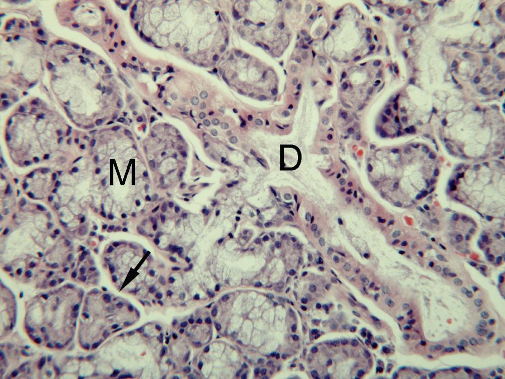 Fig. 5.7, Sublingual gland with pale classical mucous cells (M) and more strongly stained mucous cells that form demilunes. Some of these cells contain paler areas (arrow) that are stained with a similar intensity to the classical mucous cells. Acini lead to a collecting duct (D). (H&E ×210)