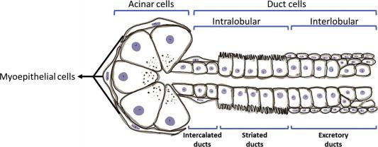 Fig. 37.2, Illustration depicting the structure of salivary glands: acinar cells (and intercalated ducts) embraced by myoepithelial cells and duct system formed of intralobular (intercalated and striated) as well as interlobular (excretory) ducts.