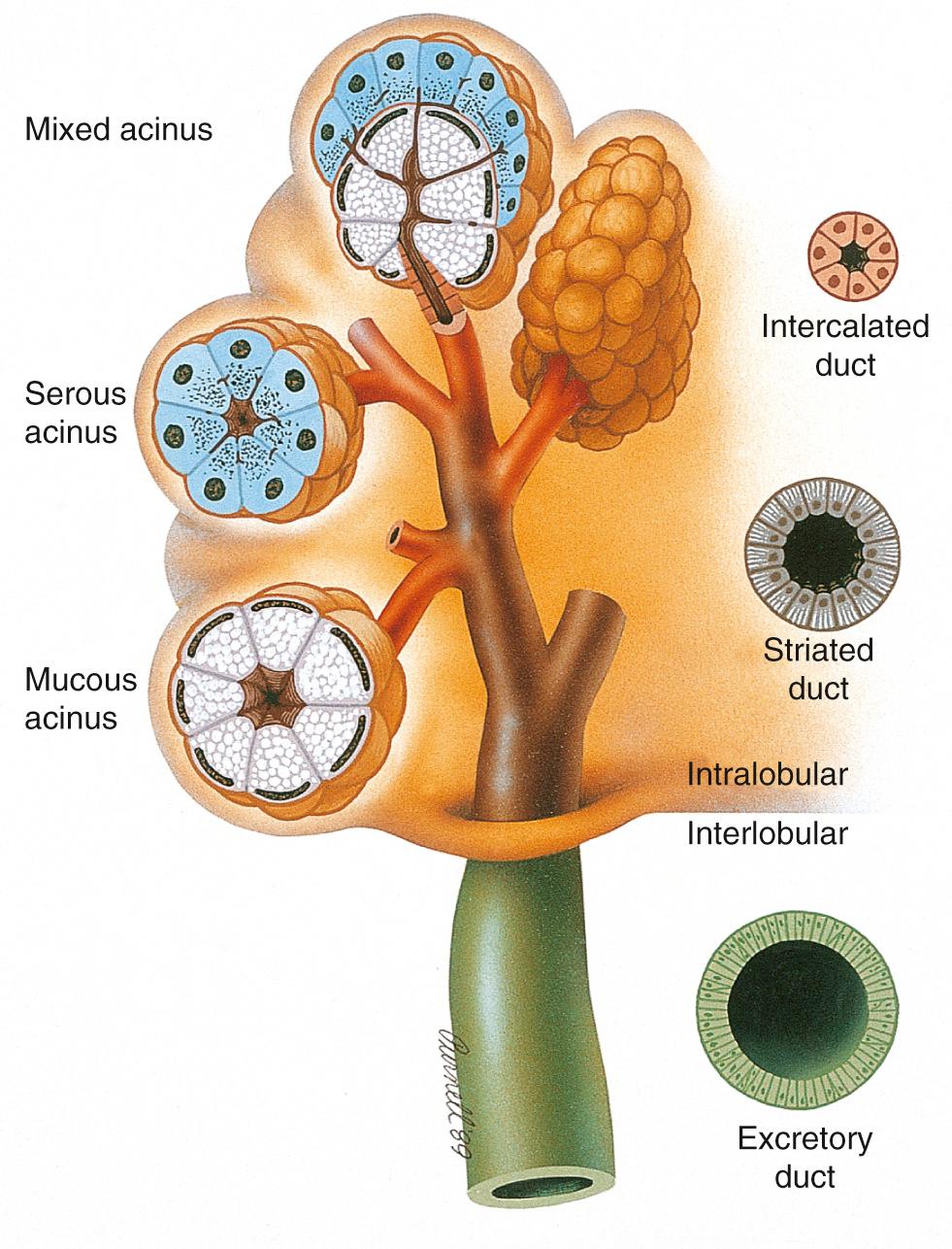 Figure 13.27, The histologic structure of the normal salivary gland.