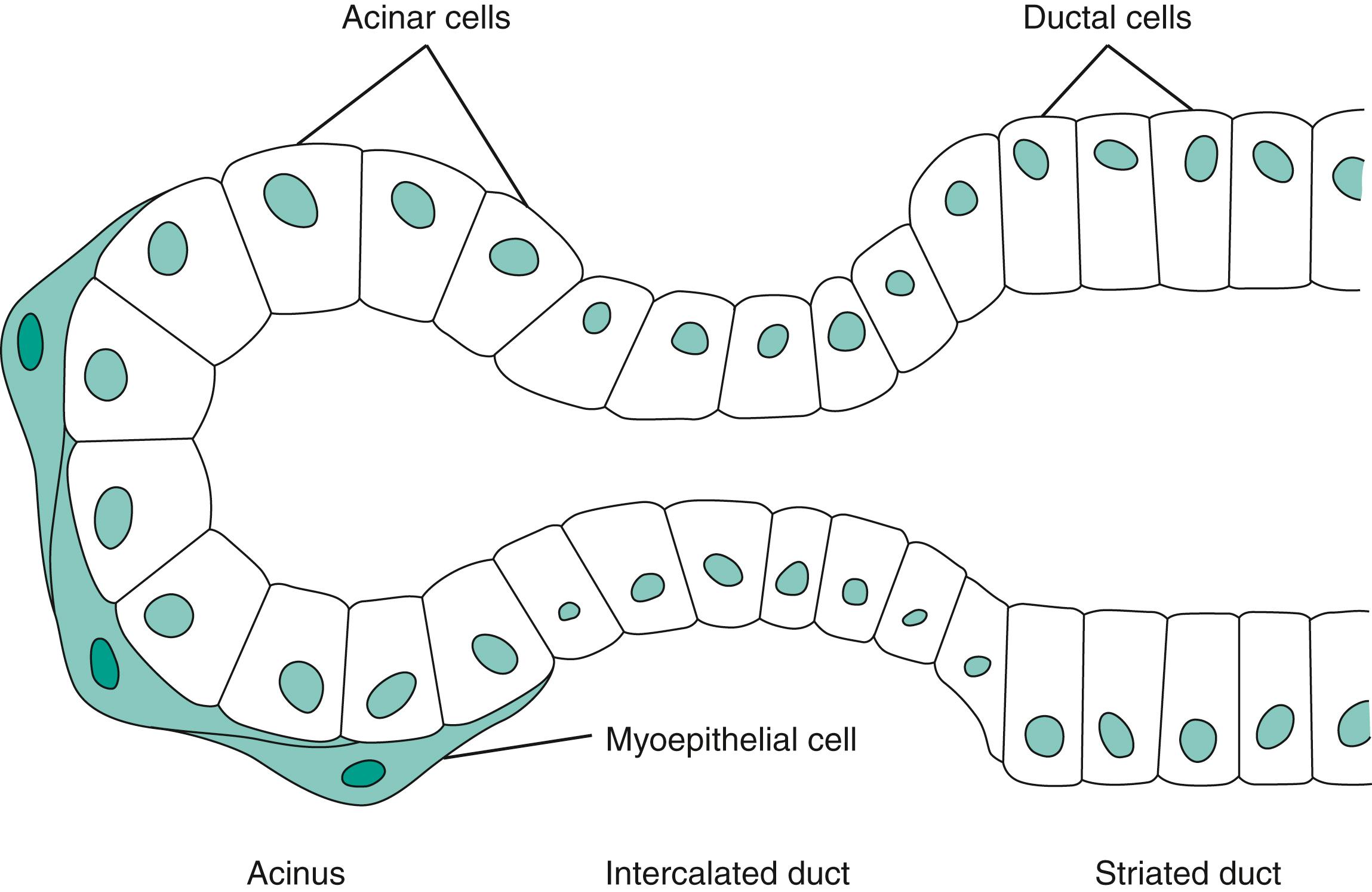 Fig. 7.1, Cells lining the various portions of the salivon.